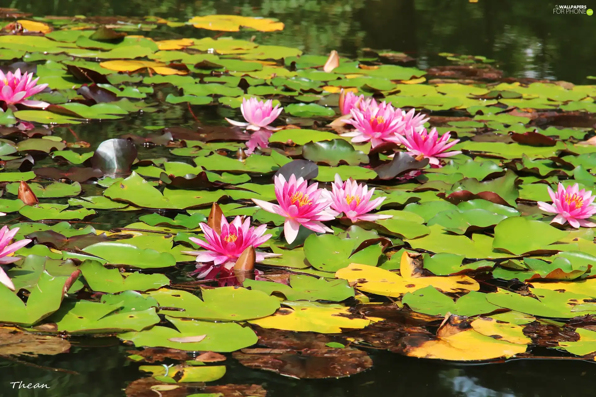 water, Pink, lilies