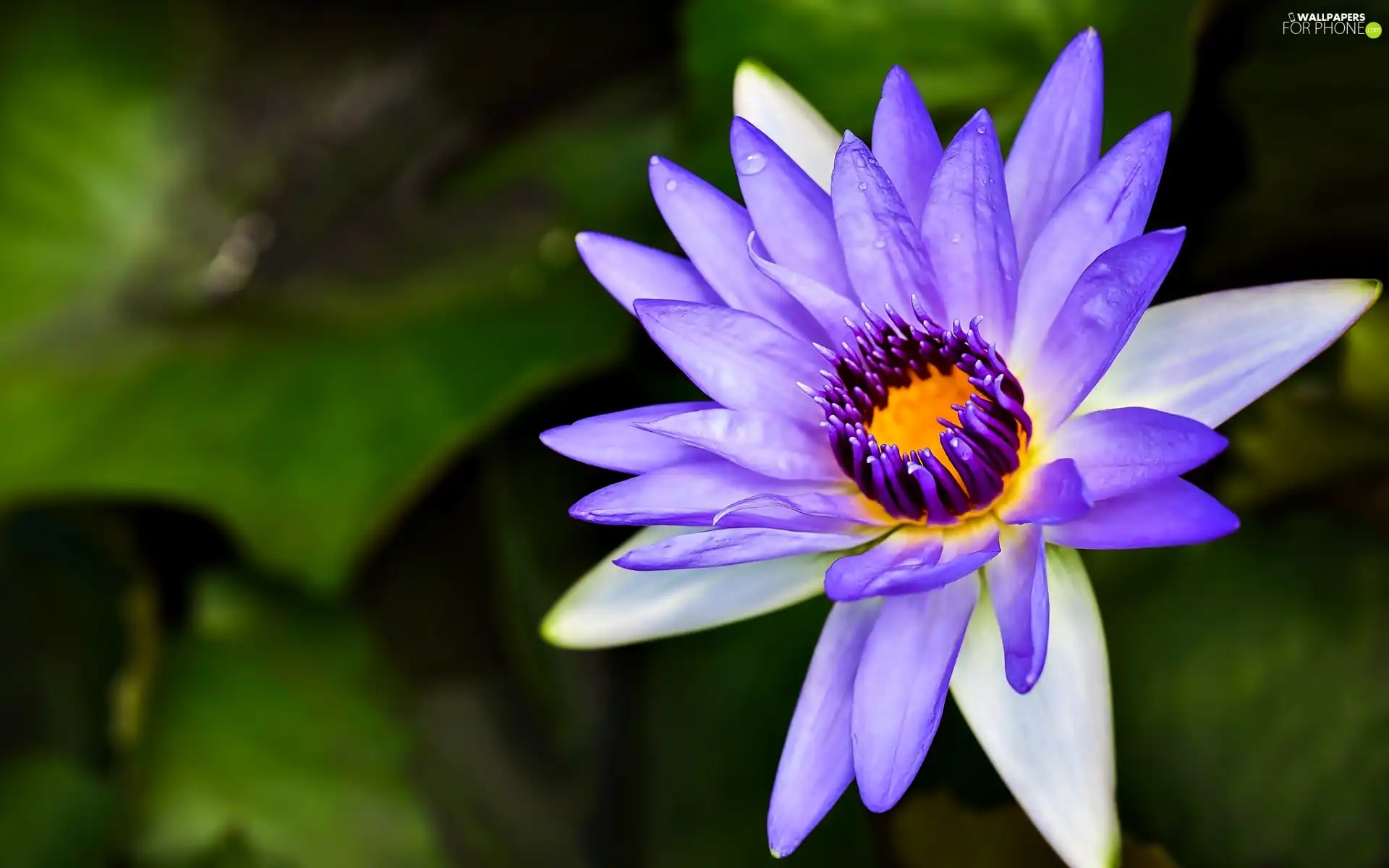 water, Violet, Lily
