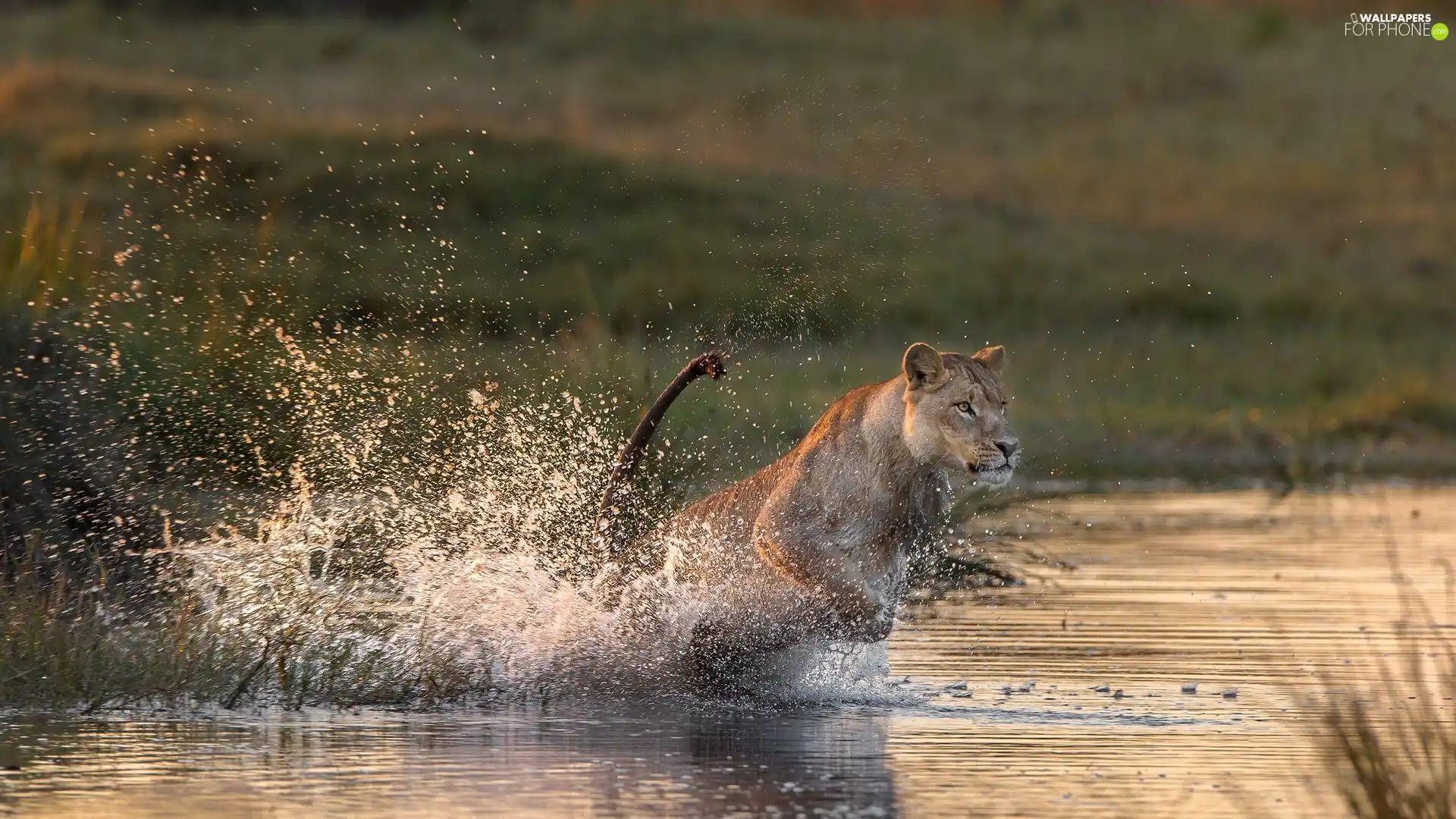 water, running, Lion