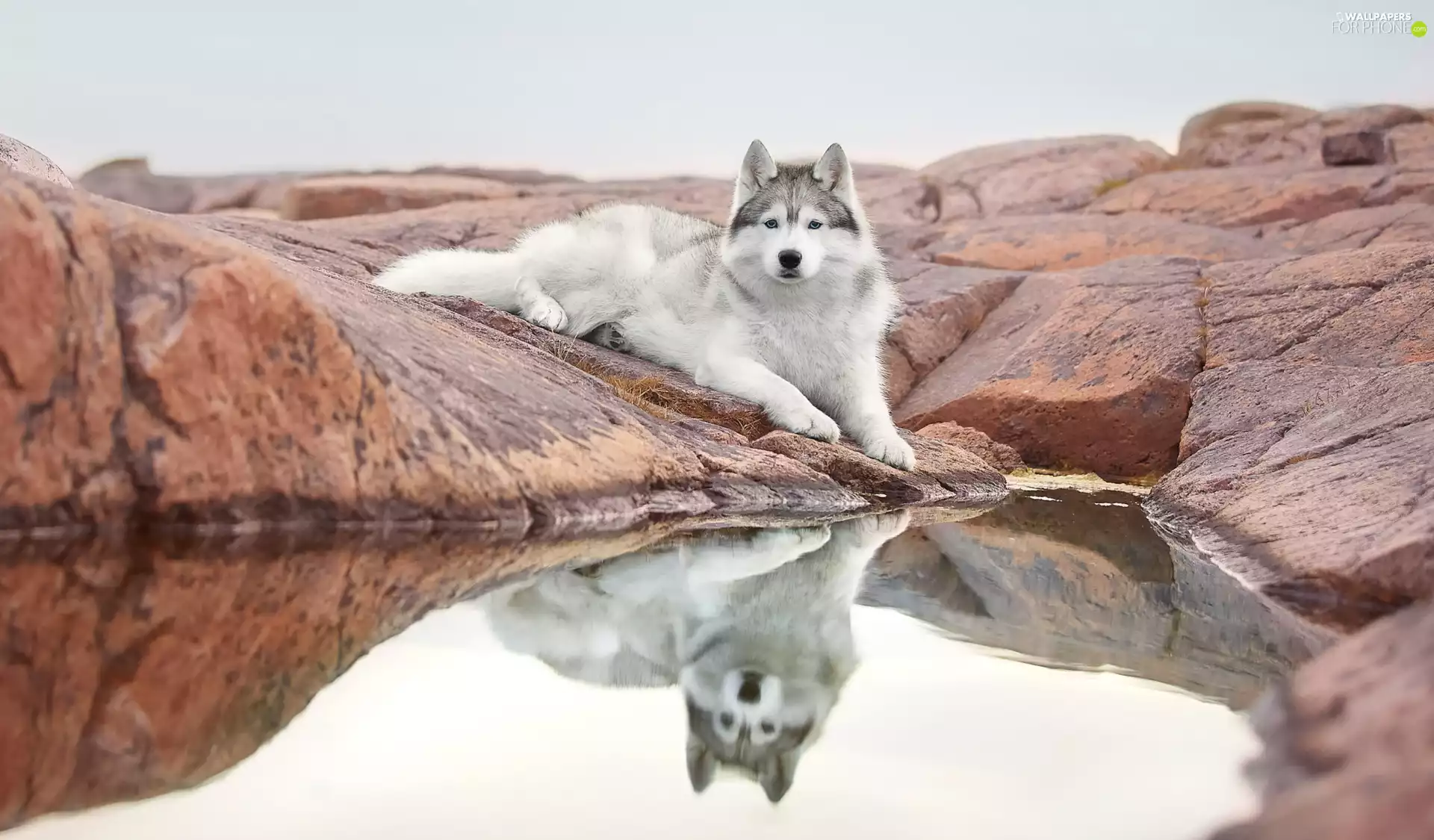 Siberian Husky, lying, water, reflection, Rocks, dog