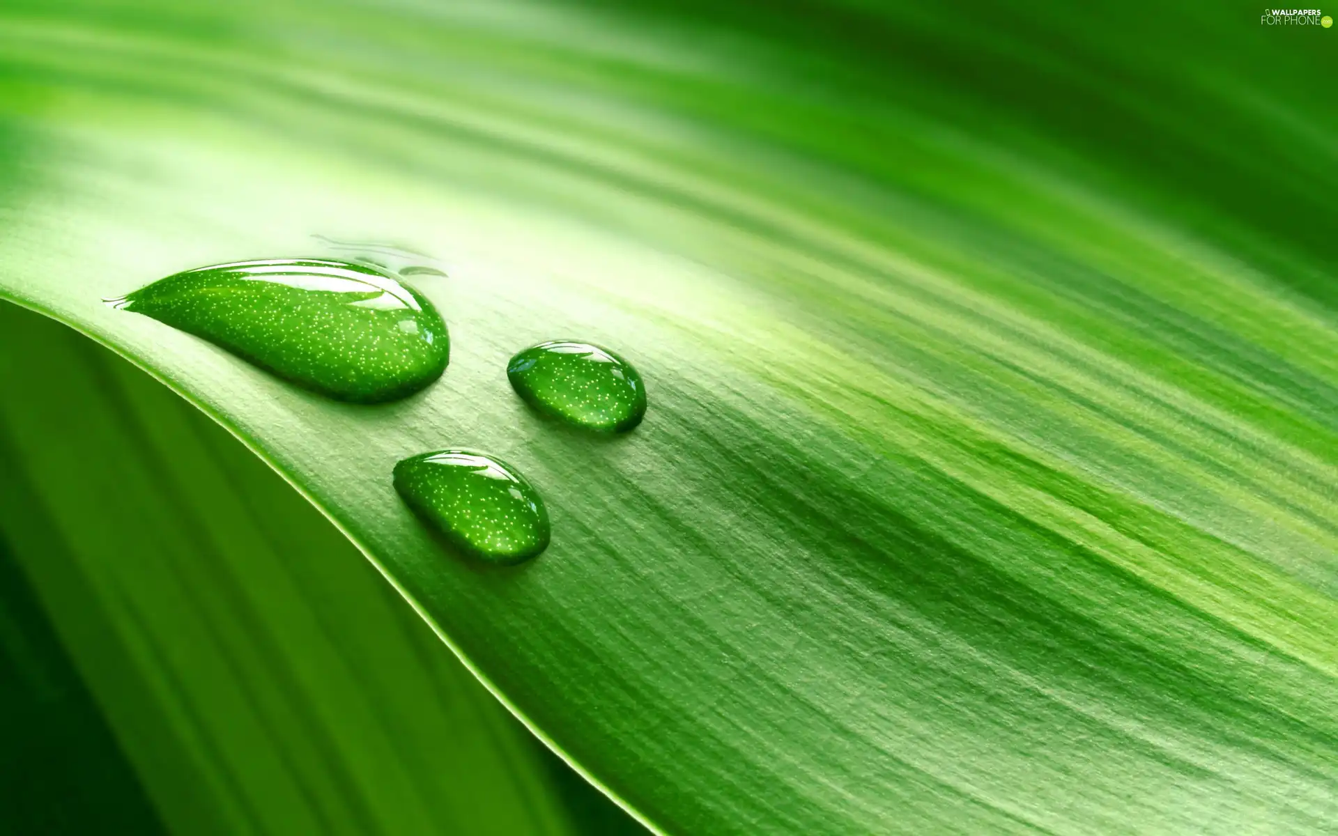 green ones, drops, water, Leaf