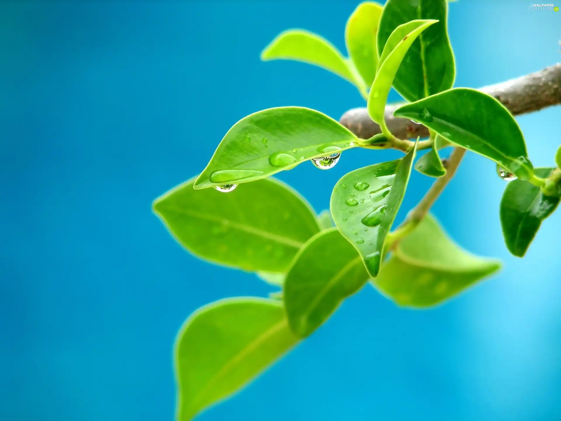 green ones, drops, water, Leaf