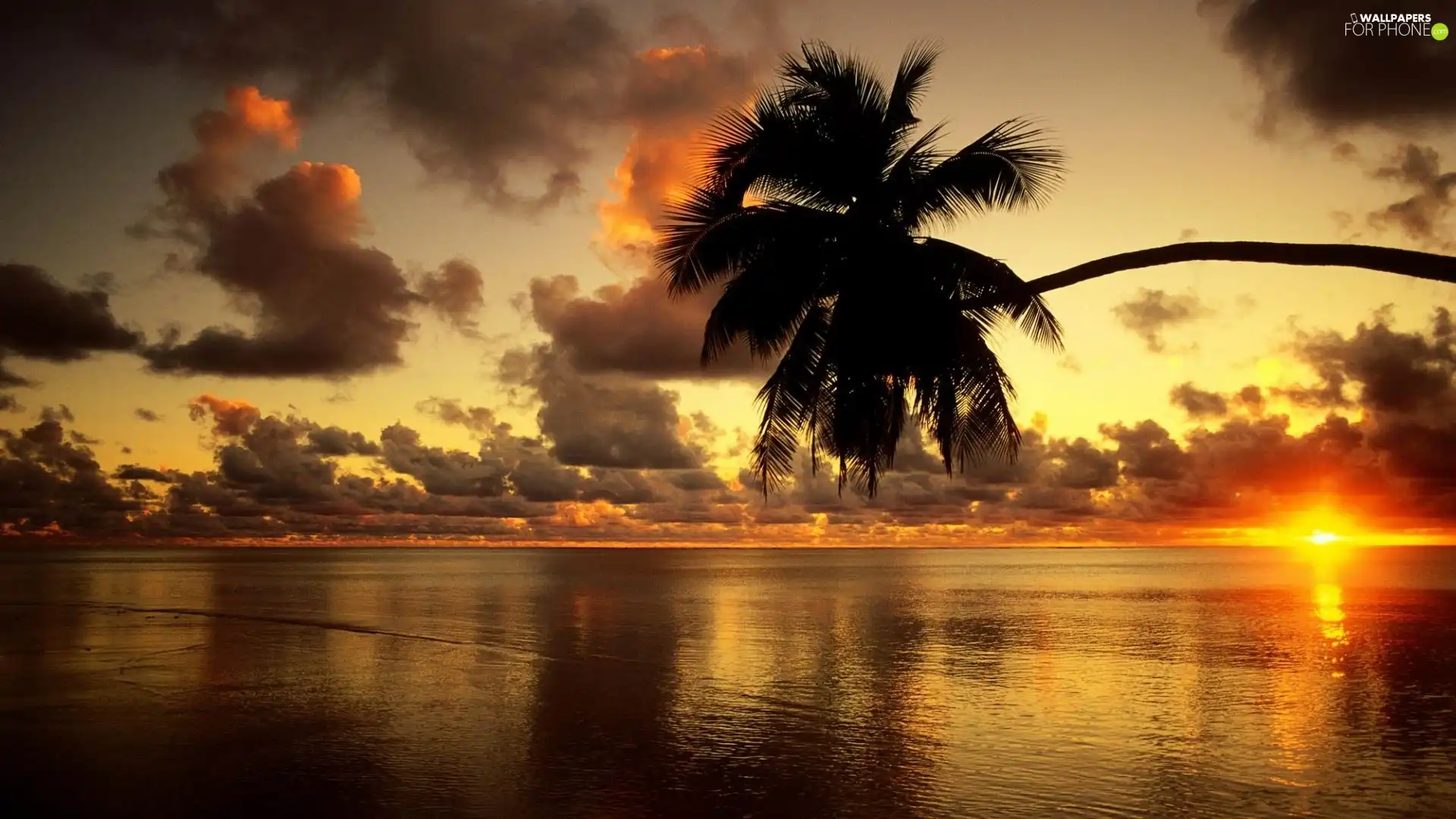 water, Palm, west, sun, clouds