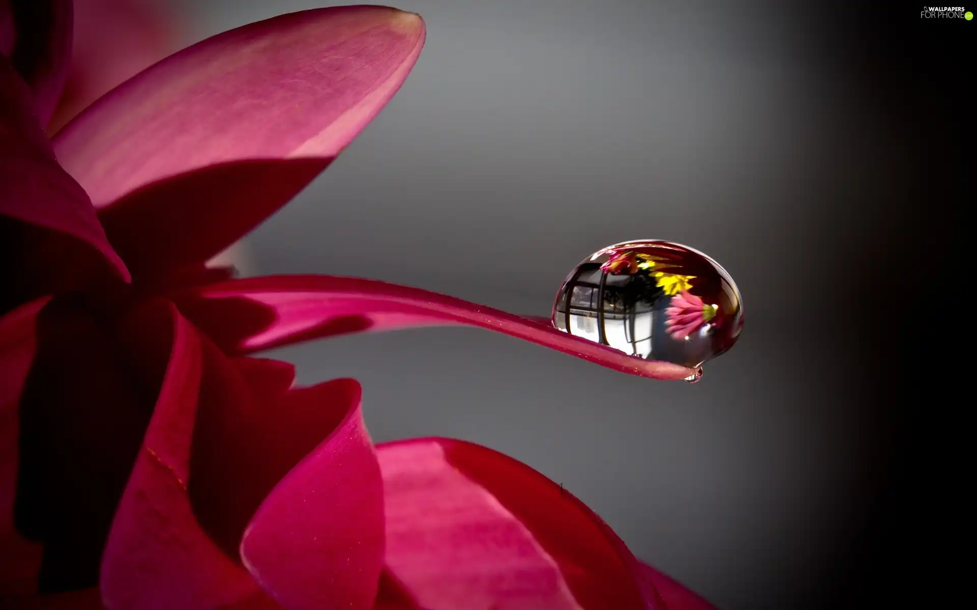 water, Close, flower, drop, petal