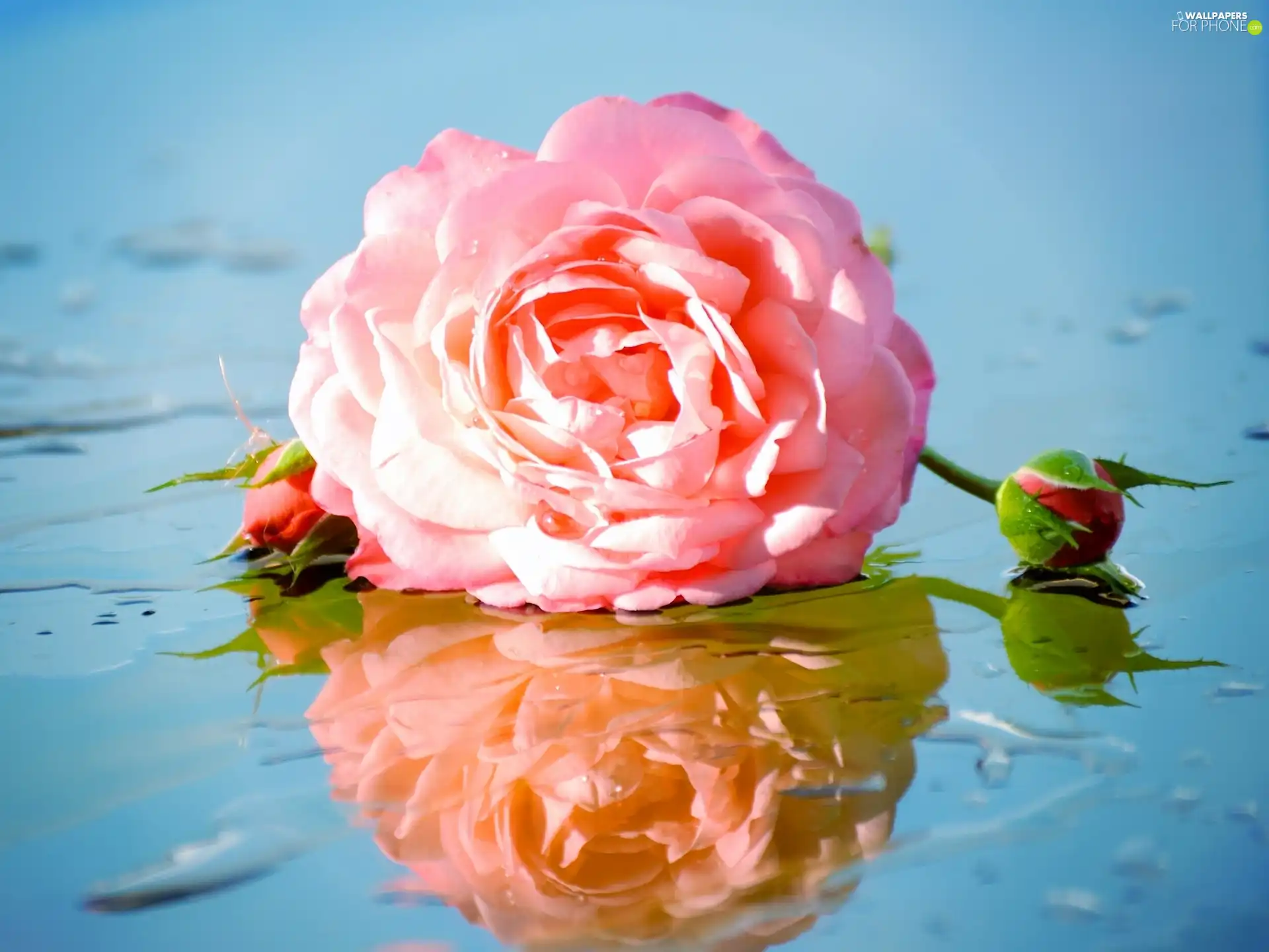 Pink, donuts, water, rose