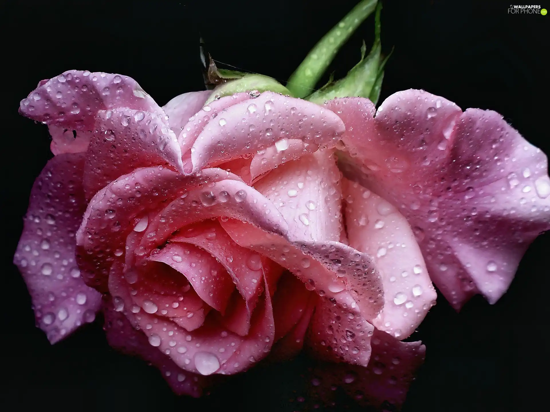 Pink, drops, water, rose