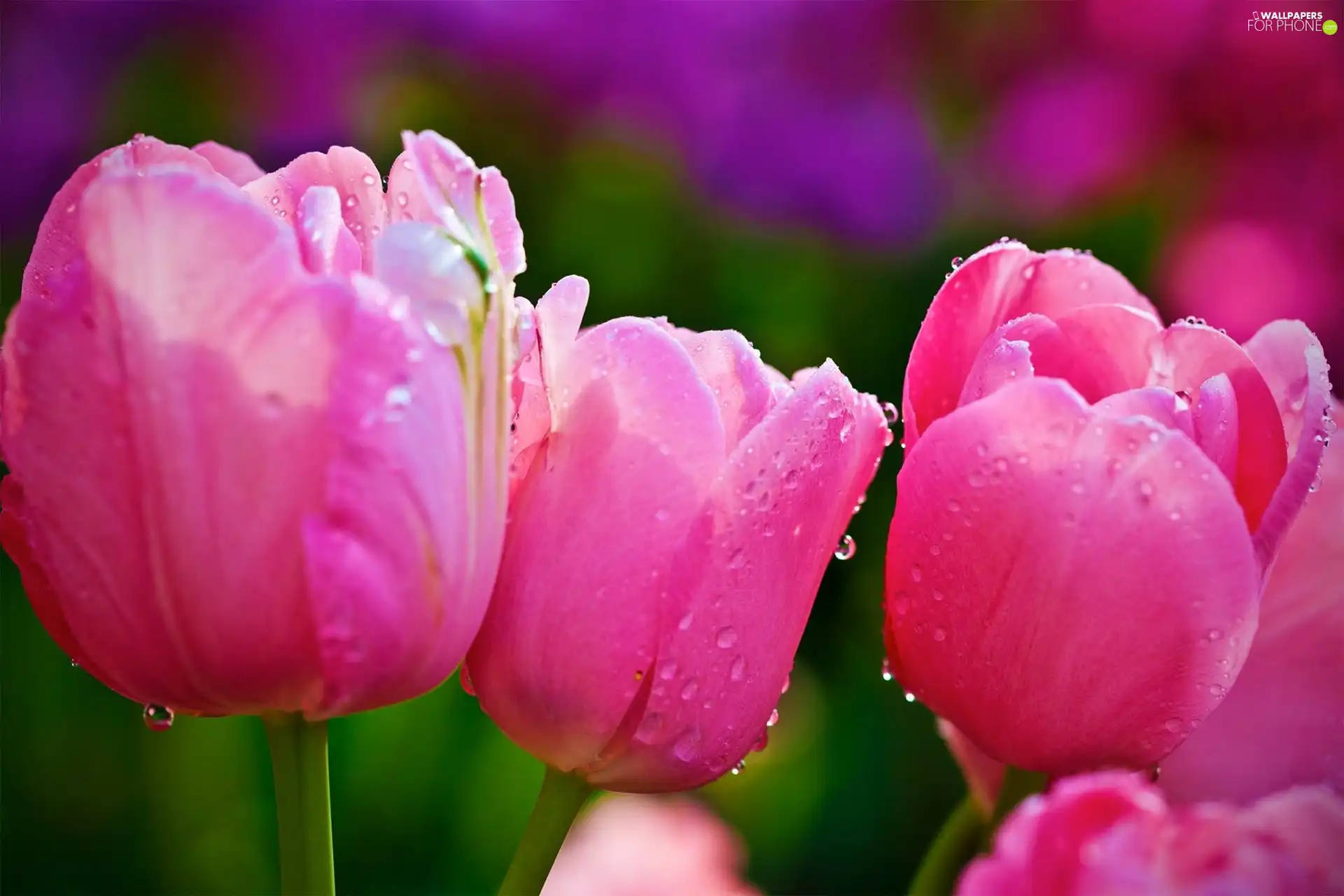 Pink, drops, water, Tulips