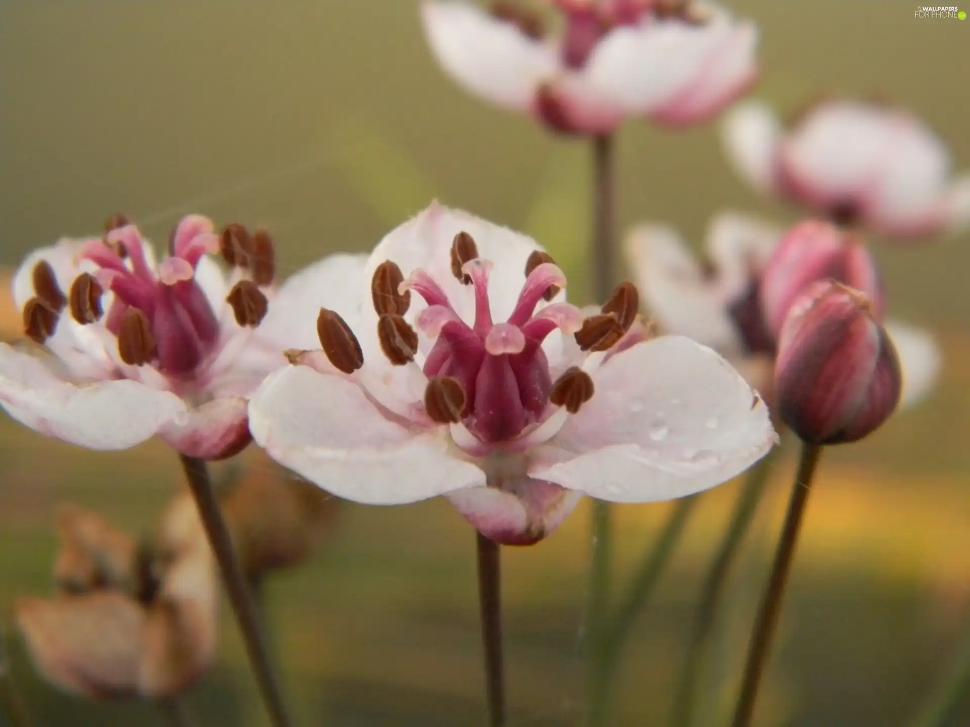 water, Blossoming, plant