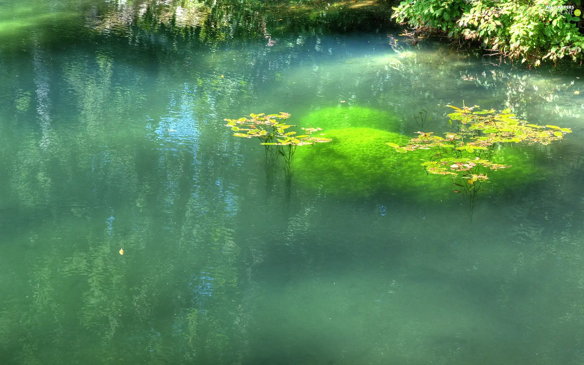 water, lake, Plants