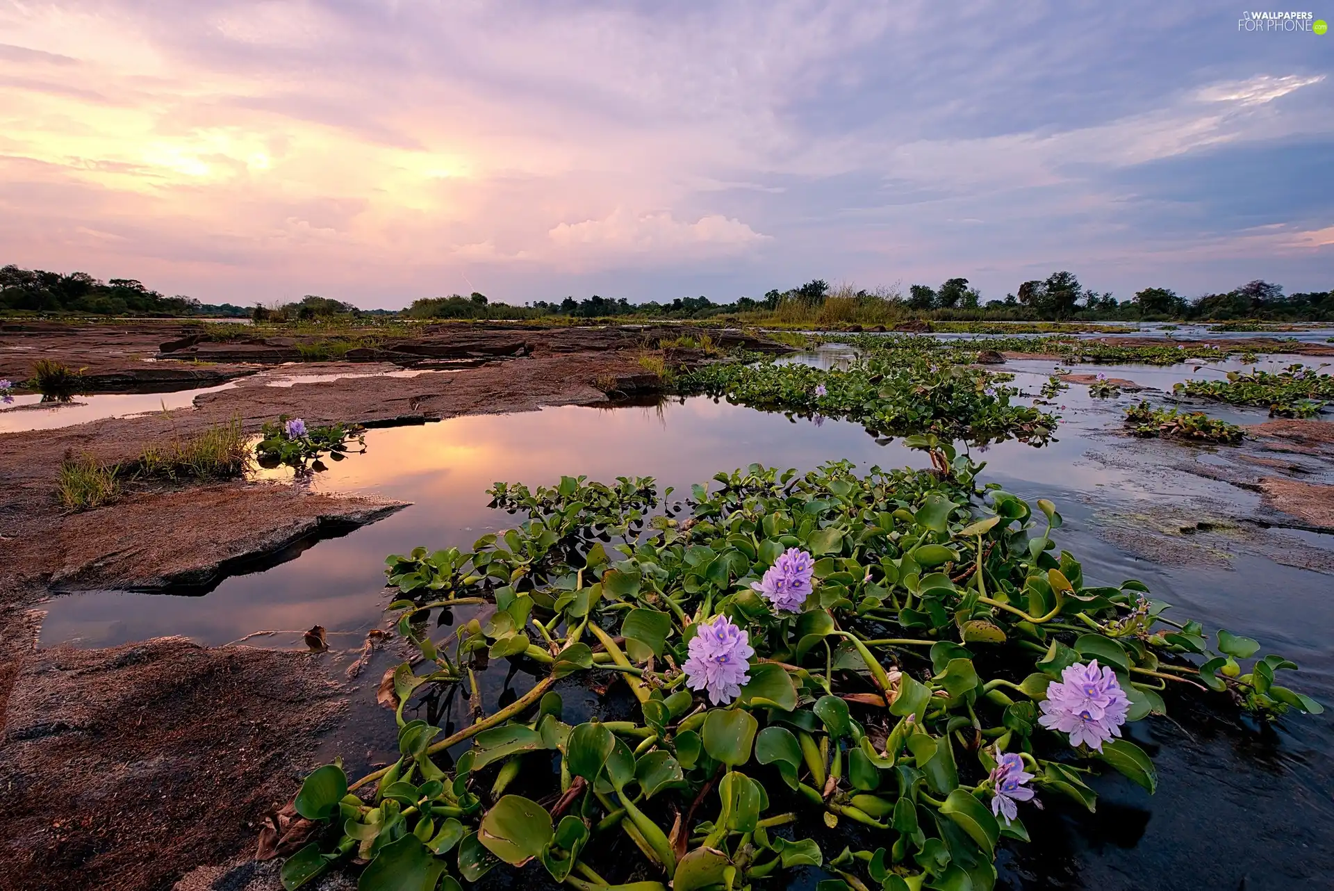 water, plants, pool, rocks, River