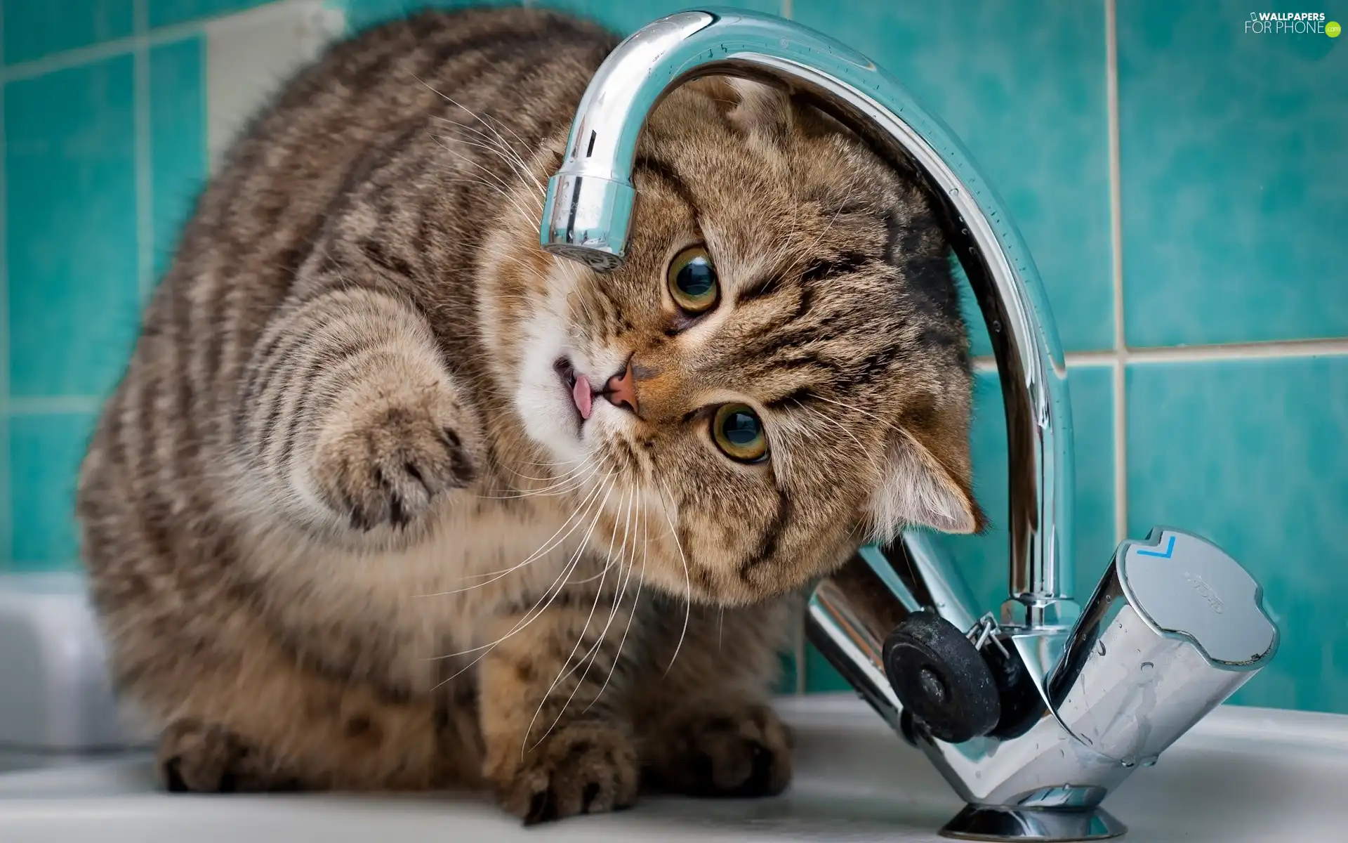 water, play, Bathroom, tap, kitten