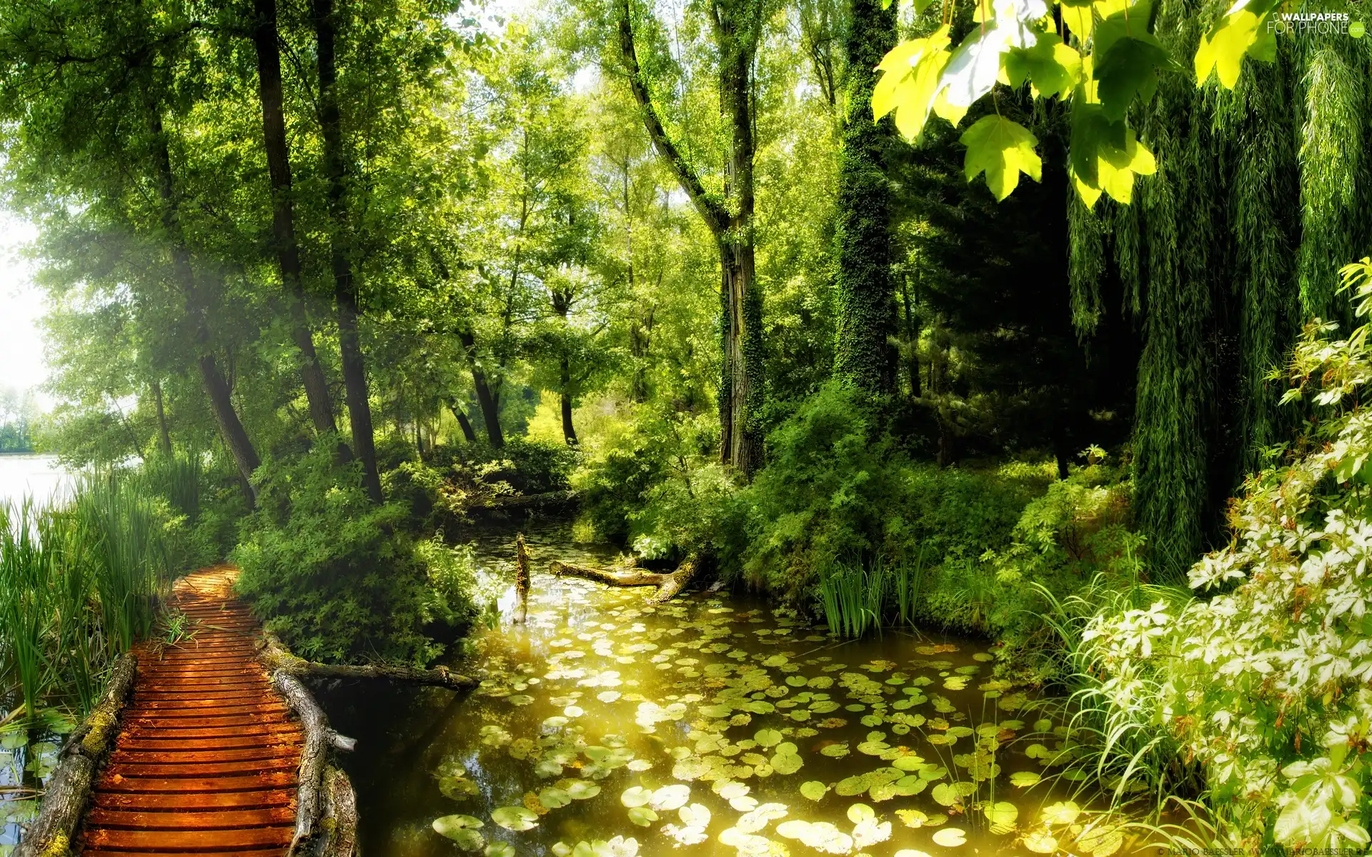 water, bridges, Pond - car, lilies, forest