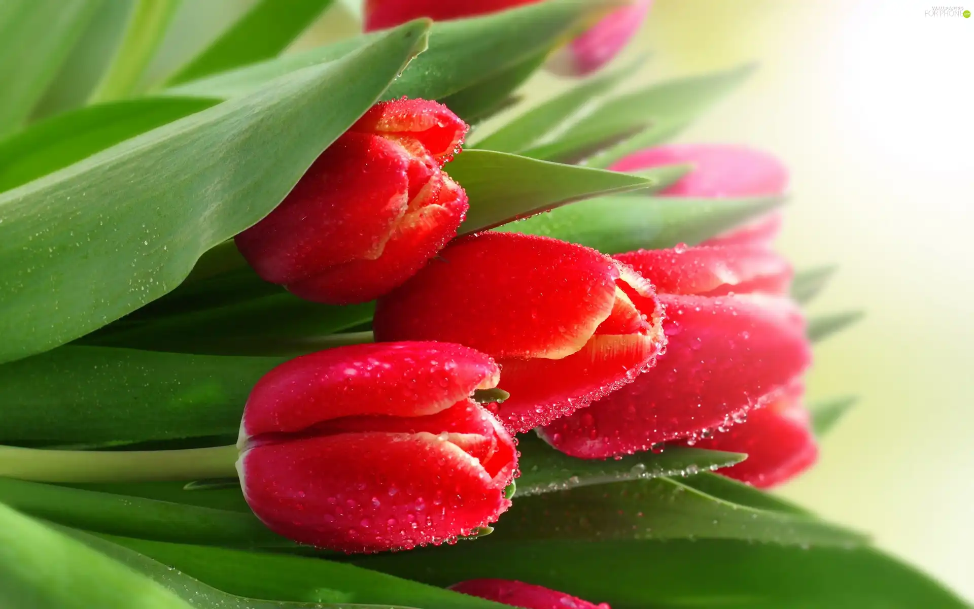 Red, drops, water, Tulips