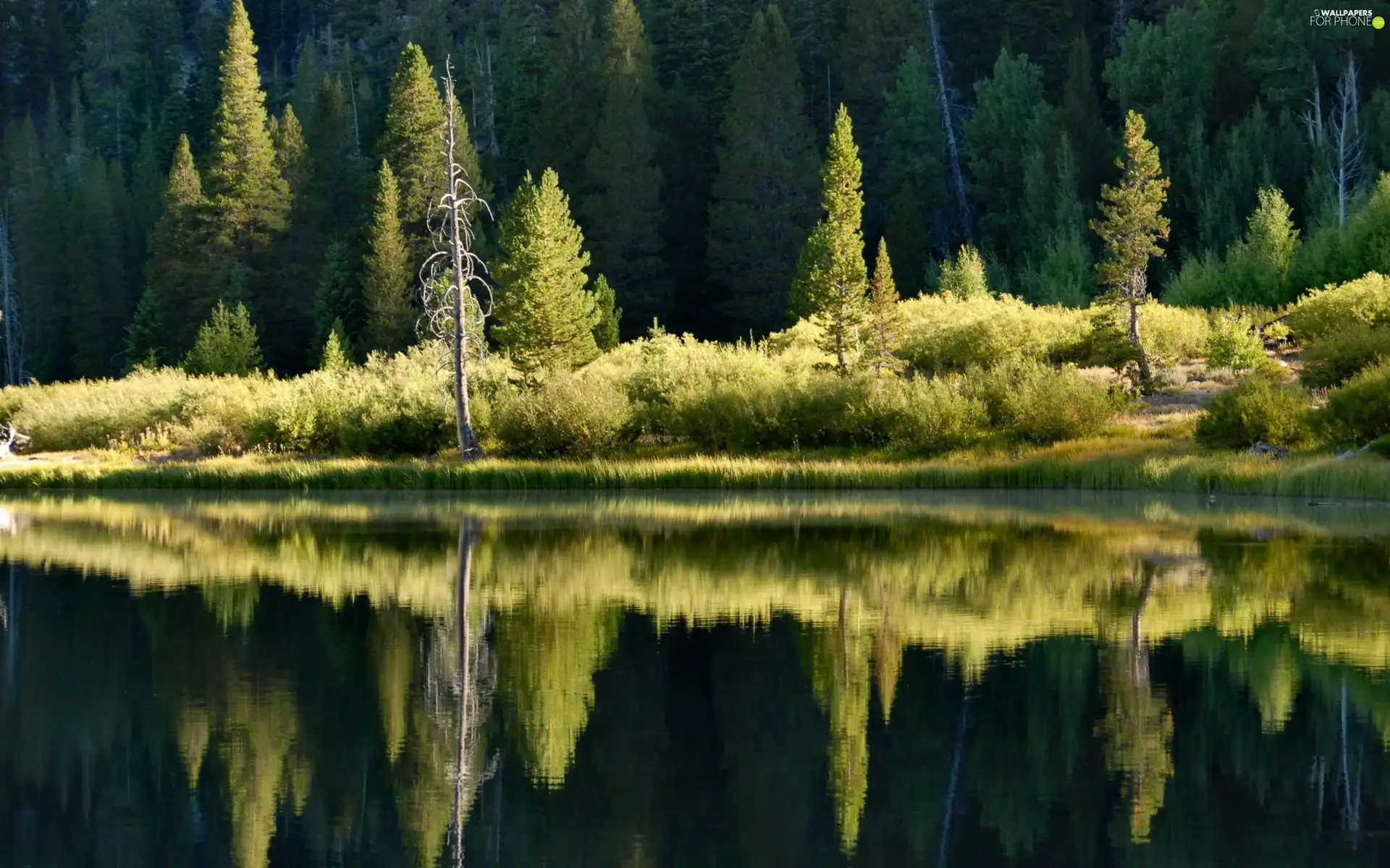 water, reflection, trees, viewes, forest
