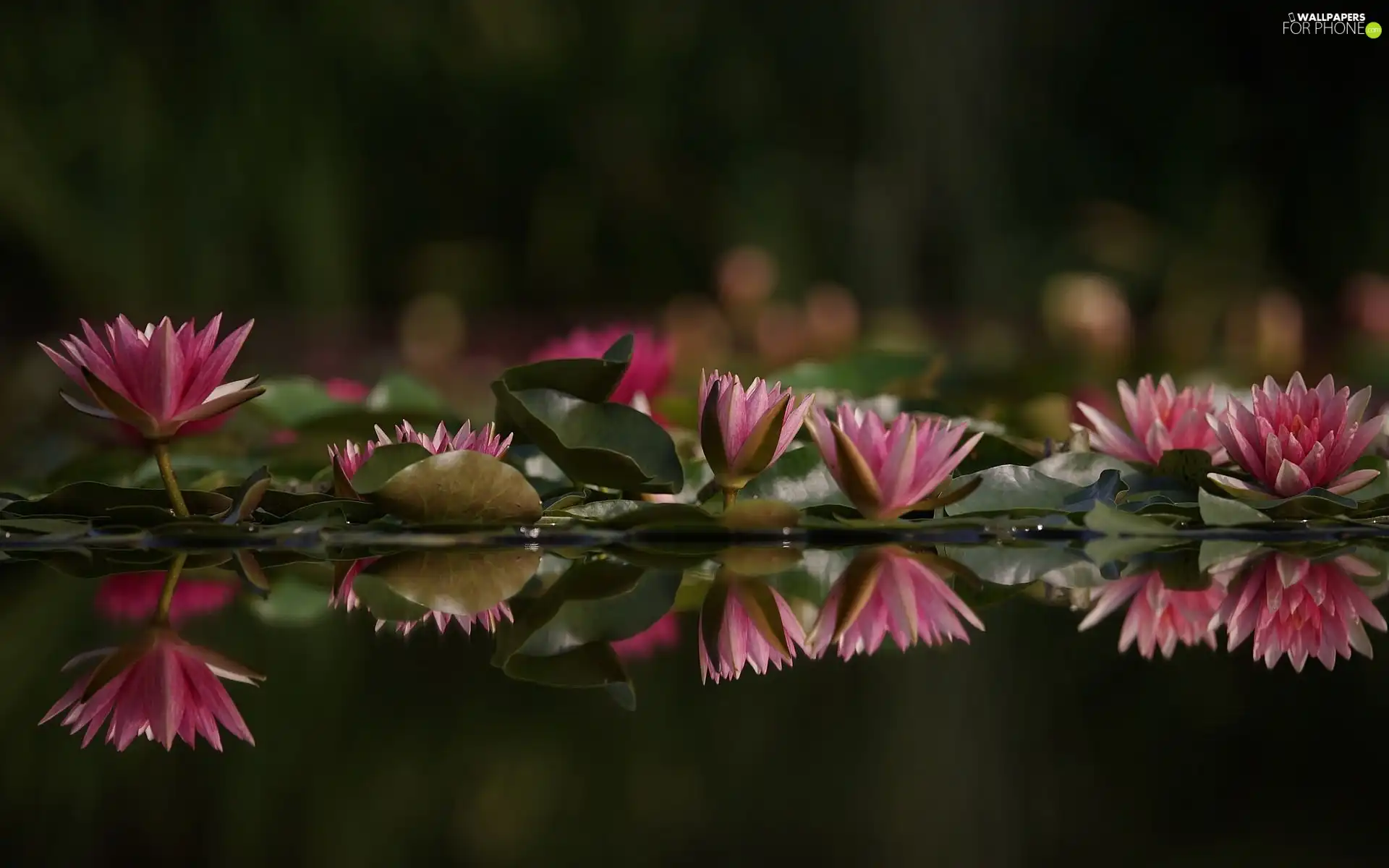 Water lilies, reflection