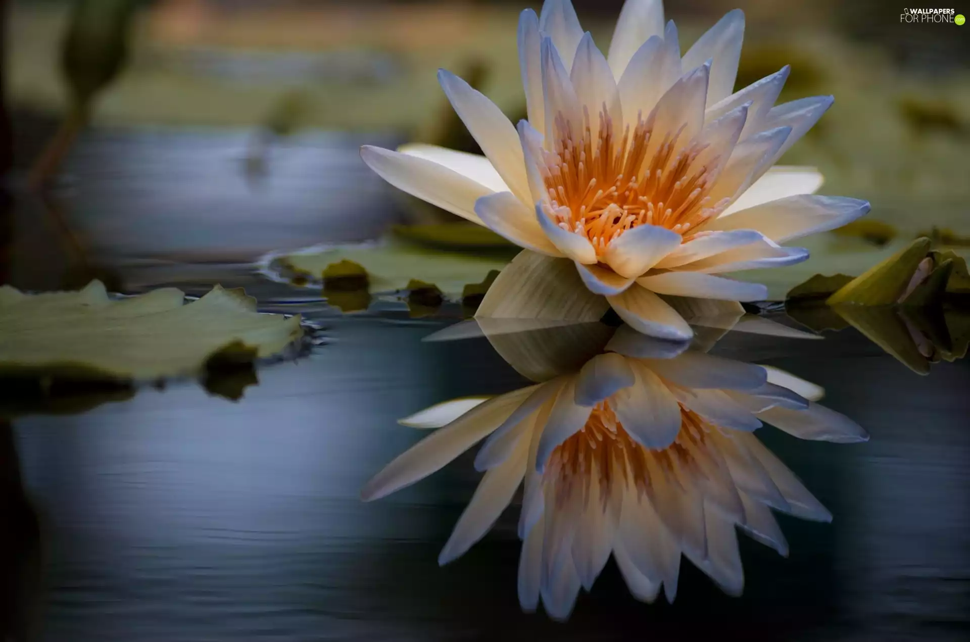 water-lily, reflection