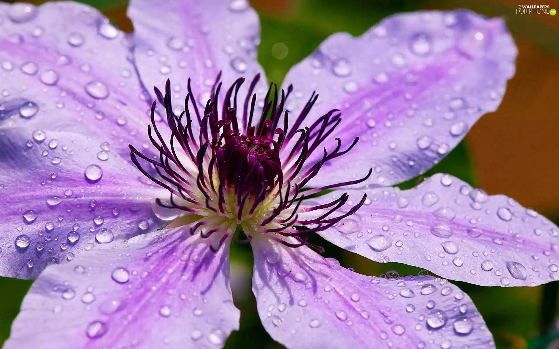 water, drops, Violet, traveller