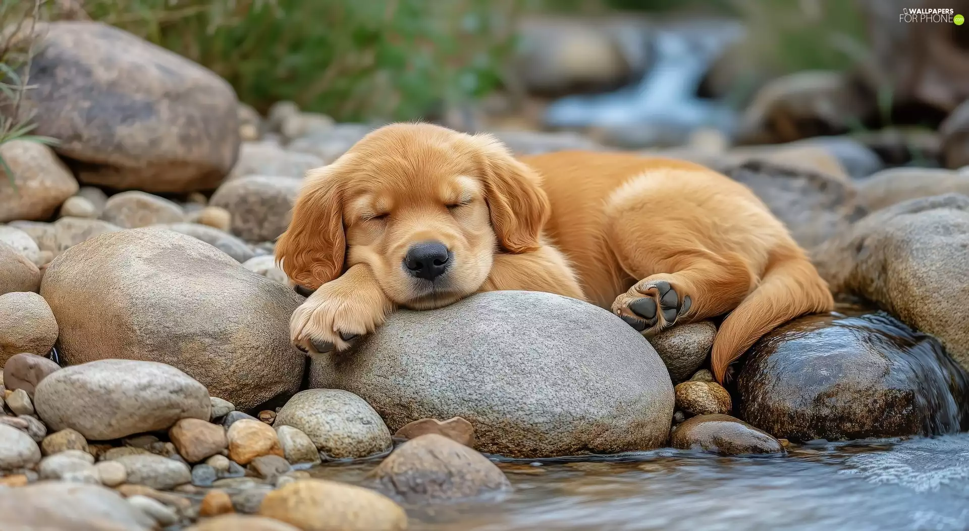 Stones, water, sleepy, dog, Puppy