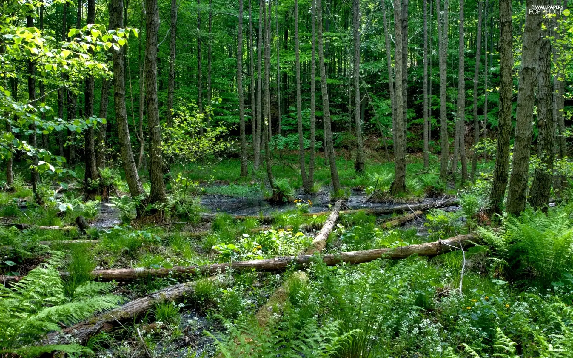 trees, fern, water, viewes