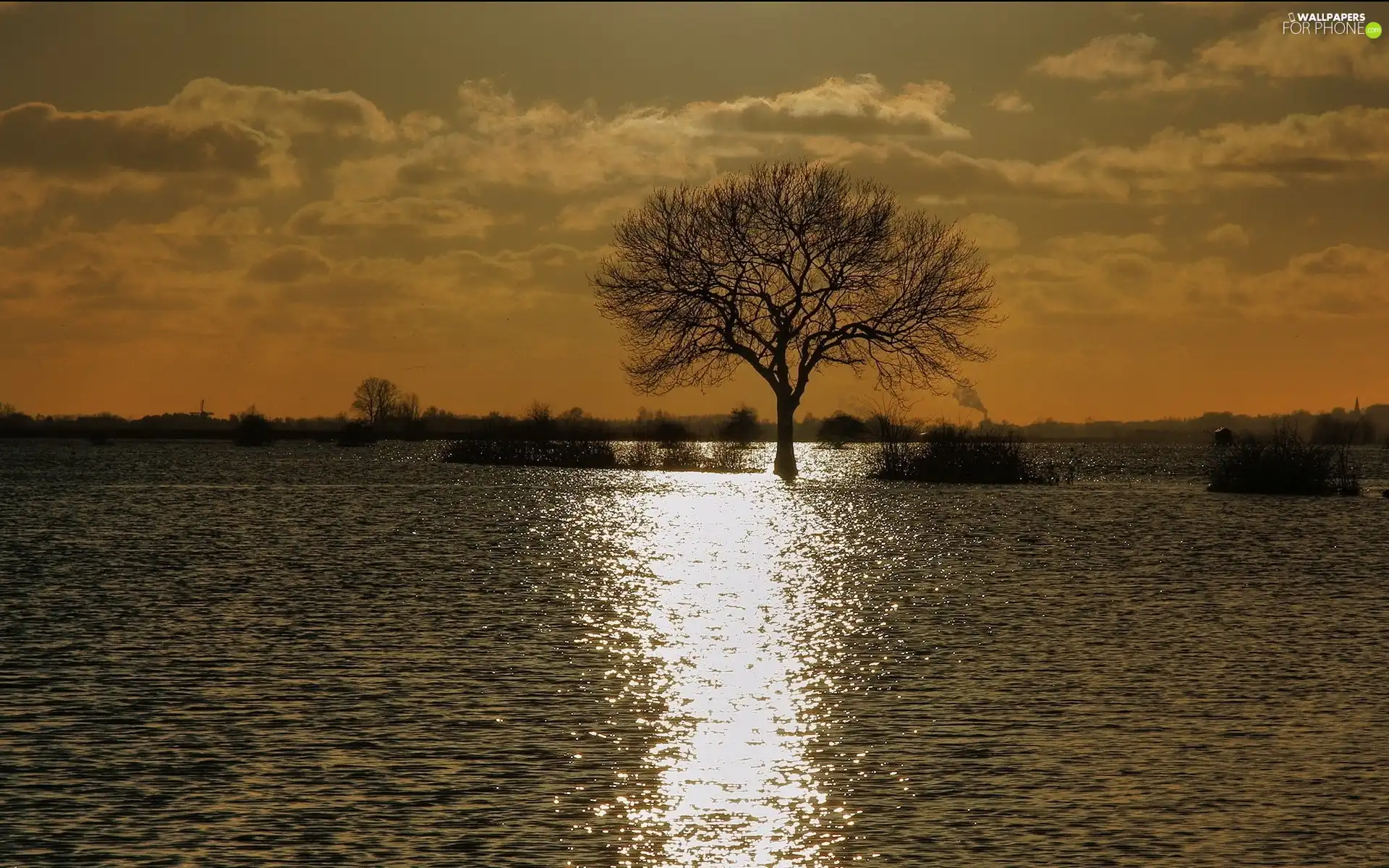 water, lonely, trees