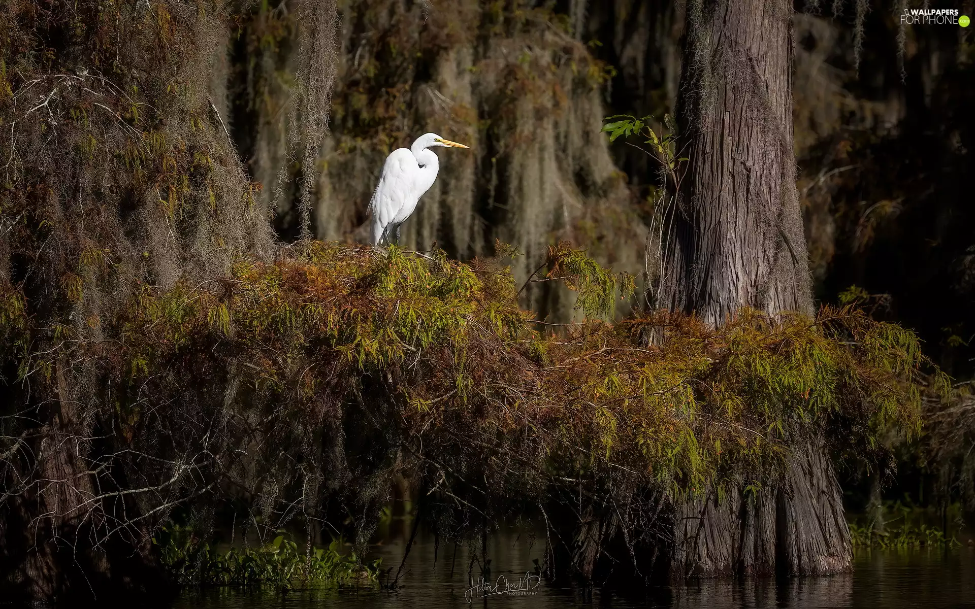 branch pics, trees, water, heron, trees, viewes