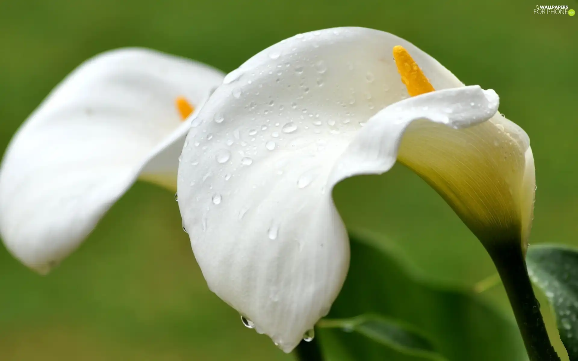 White, drops, water, Calla