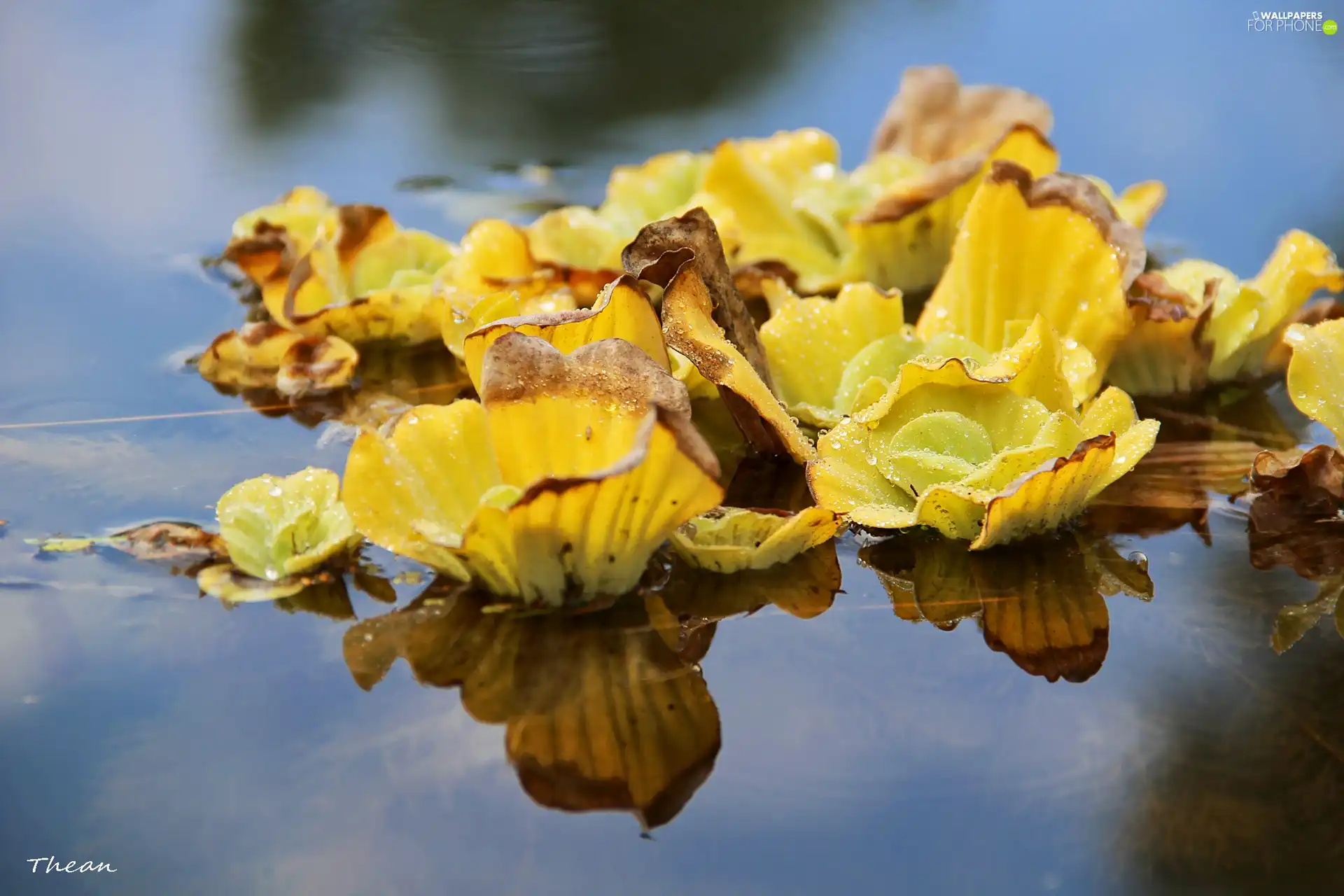 Yellow, an, water, Plants