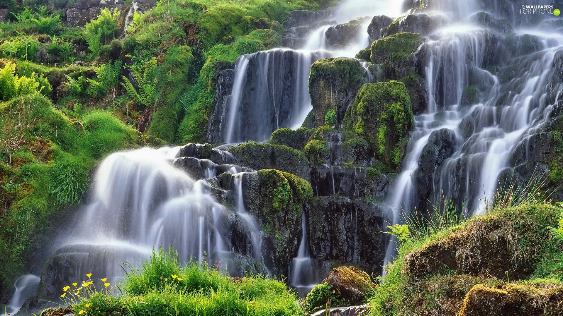 waterfall, Plants, Bush
