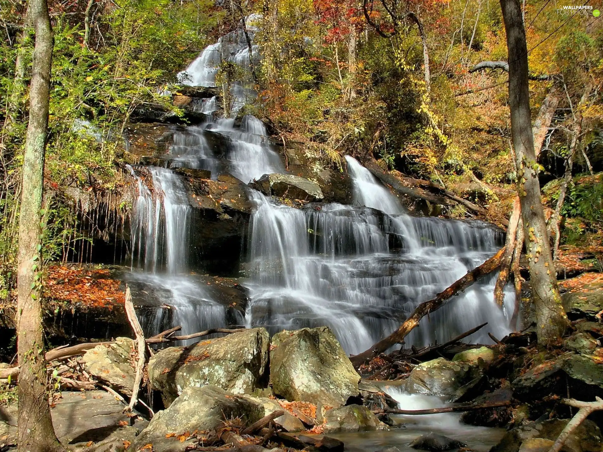 forest, waterfall