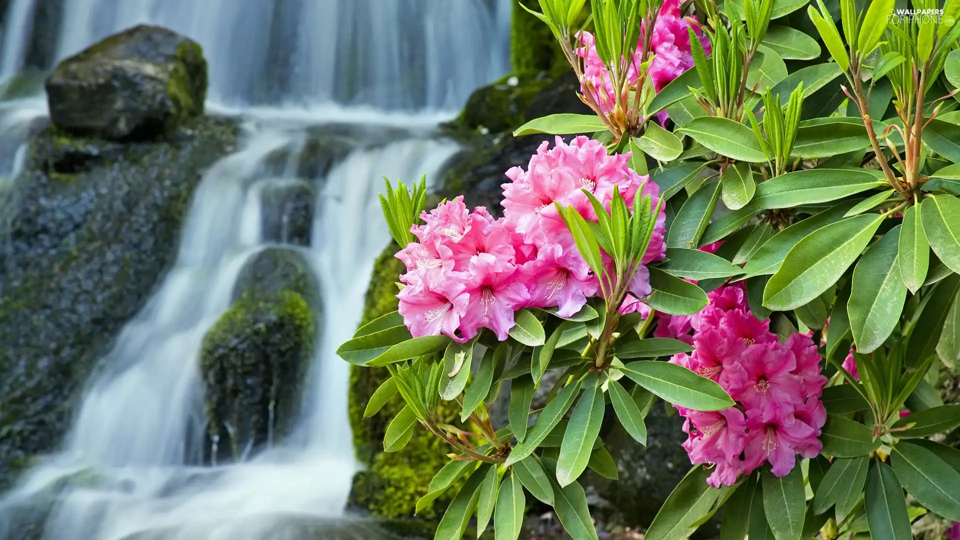 waterfall, Pink, rhododendron