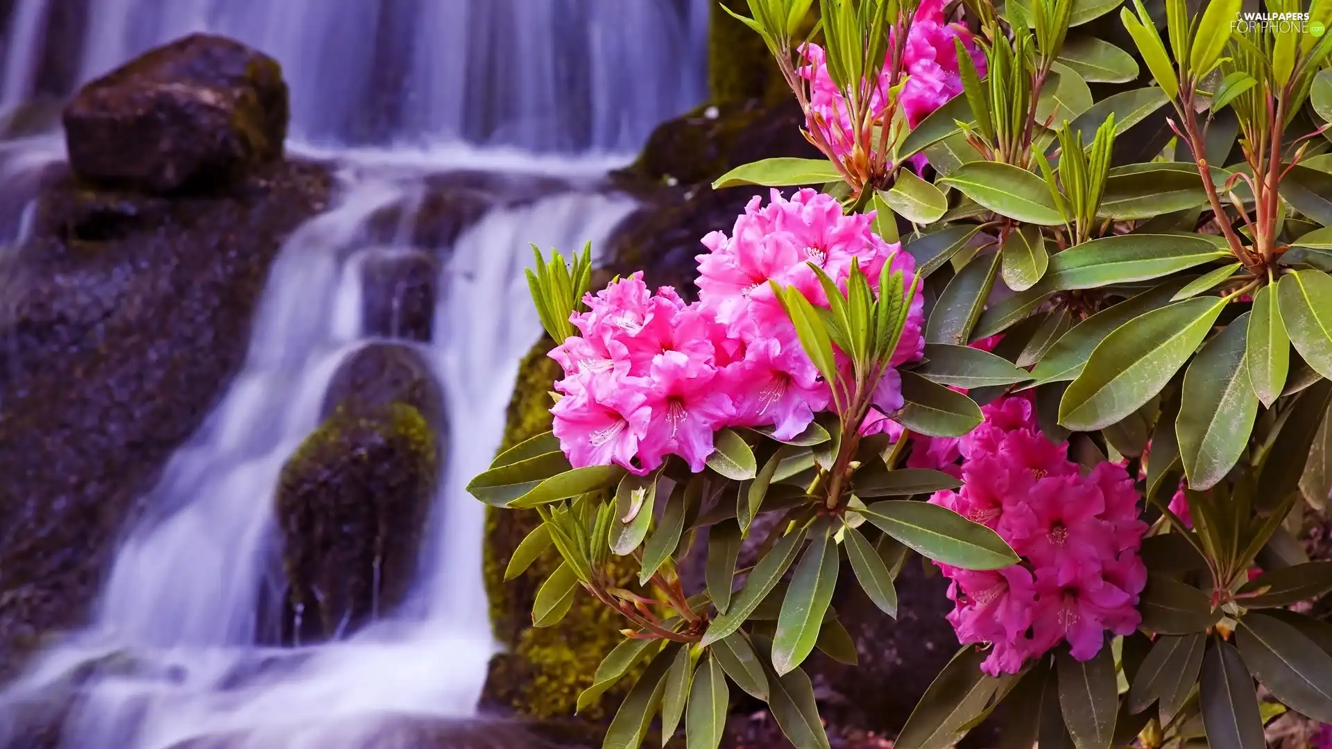 waterfall, Flowers, Rhododendrons