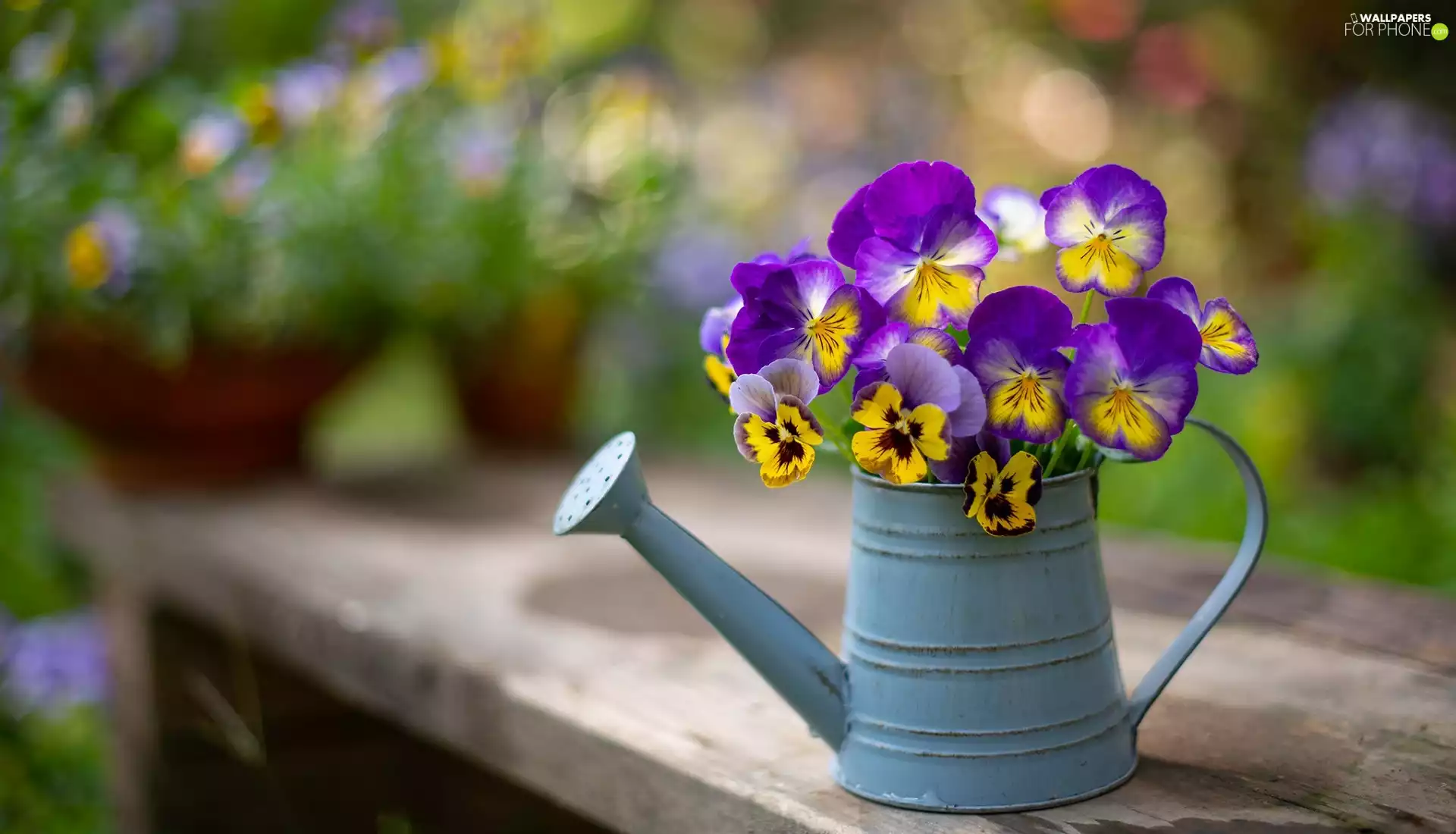 watering can, pansies