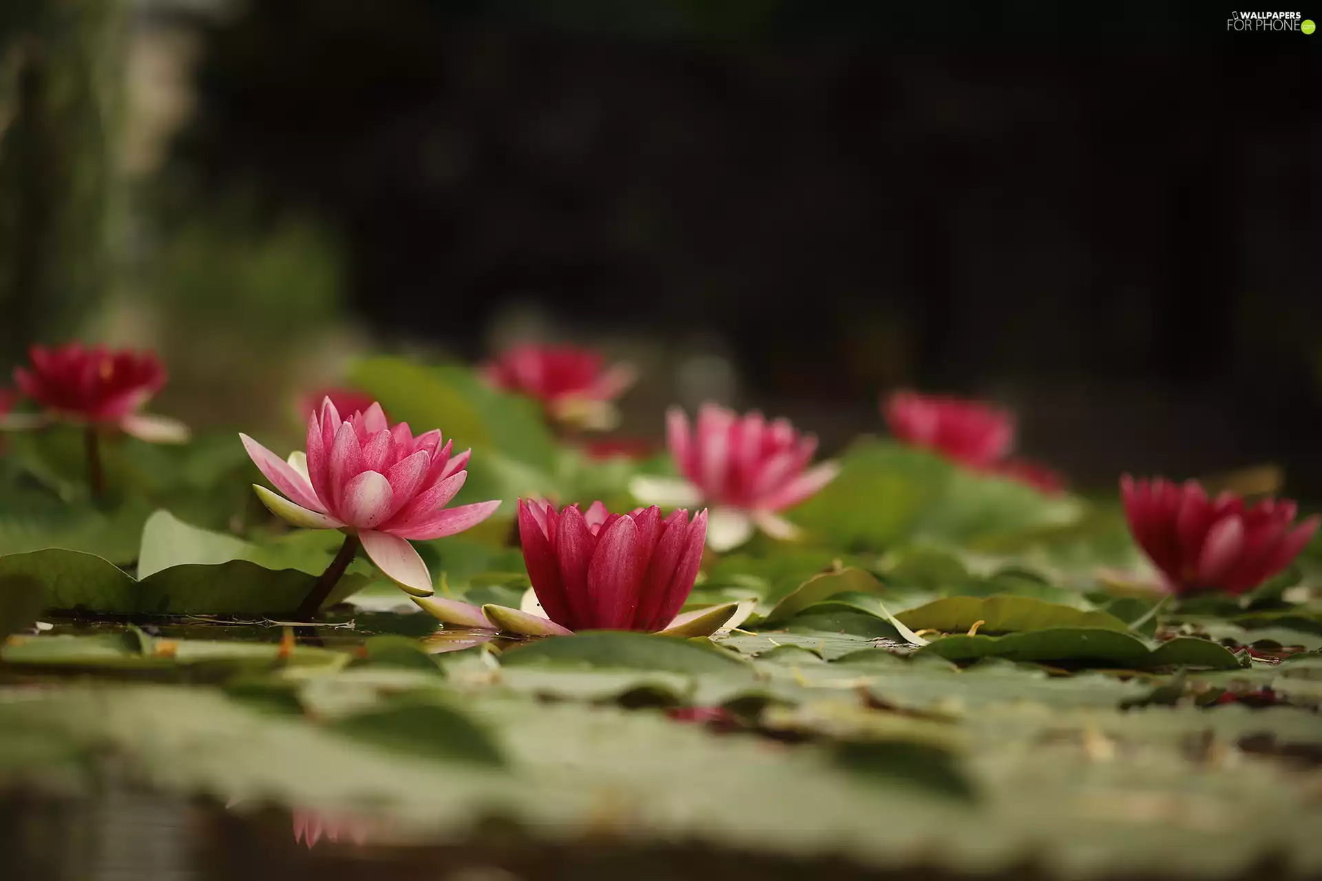 Leaf, Flowers, Nenufary, Waterlily, Water lilies