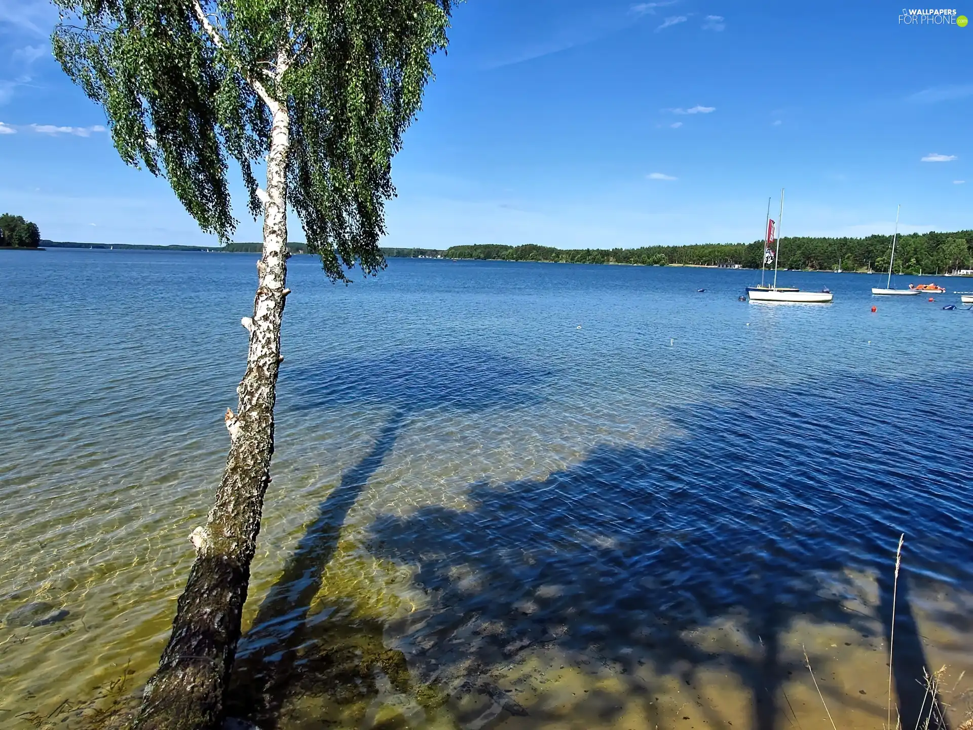 Waves, birch-tree, Kayaks, boats, Yachts, lake