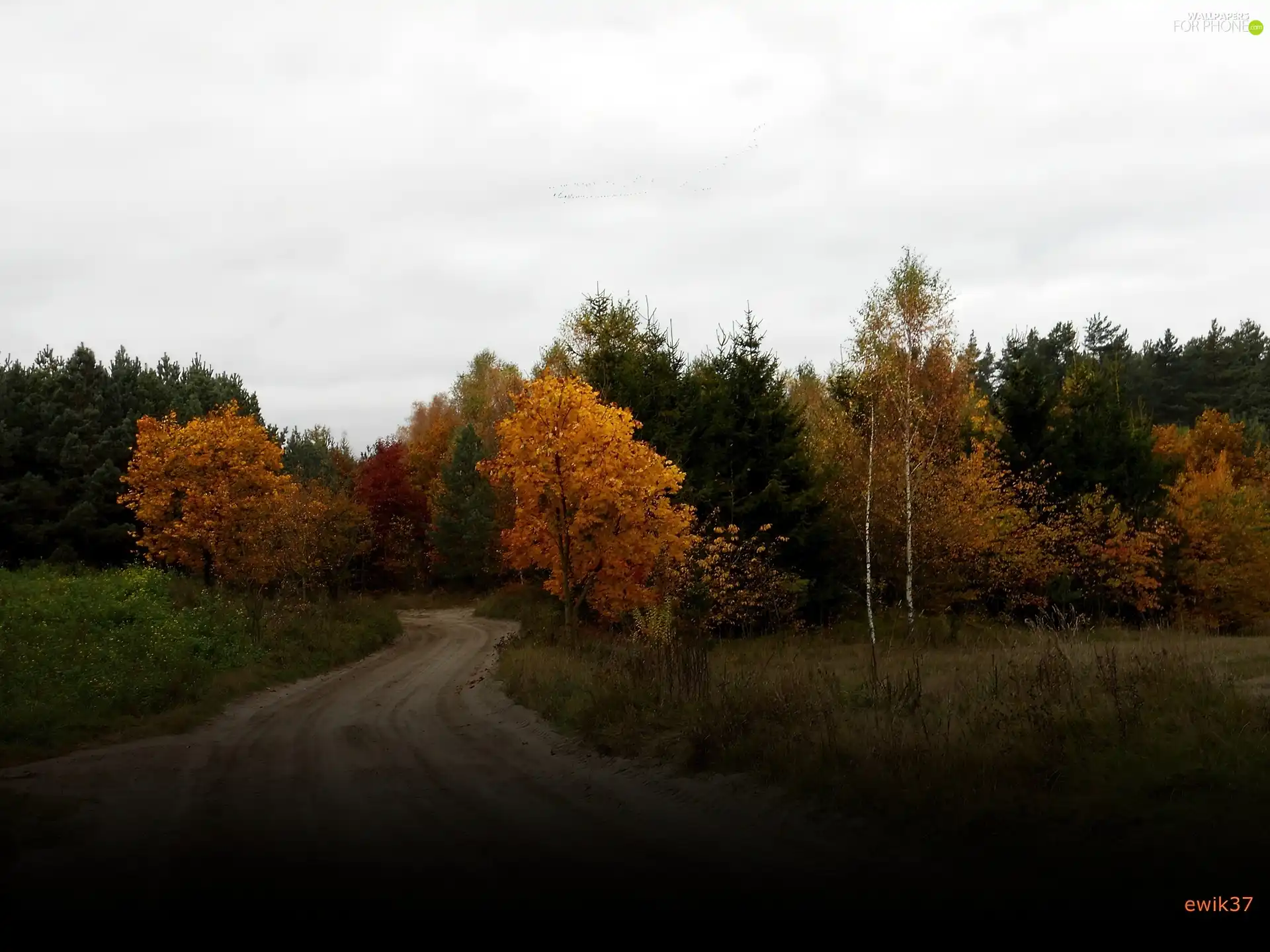 Way, forest, autumn