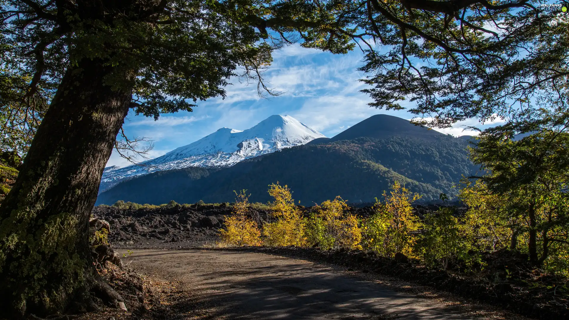 viewes, Way, Bush, trees, Mountains