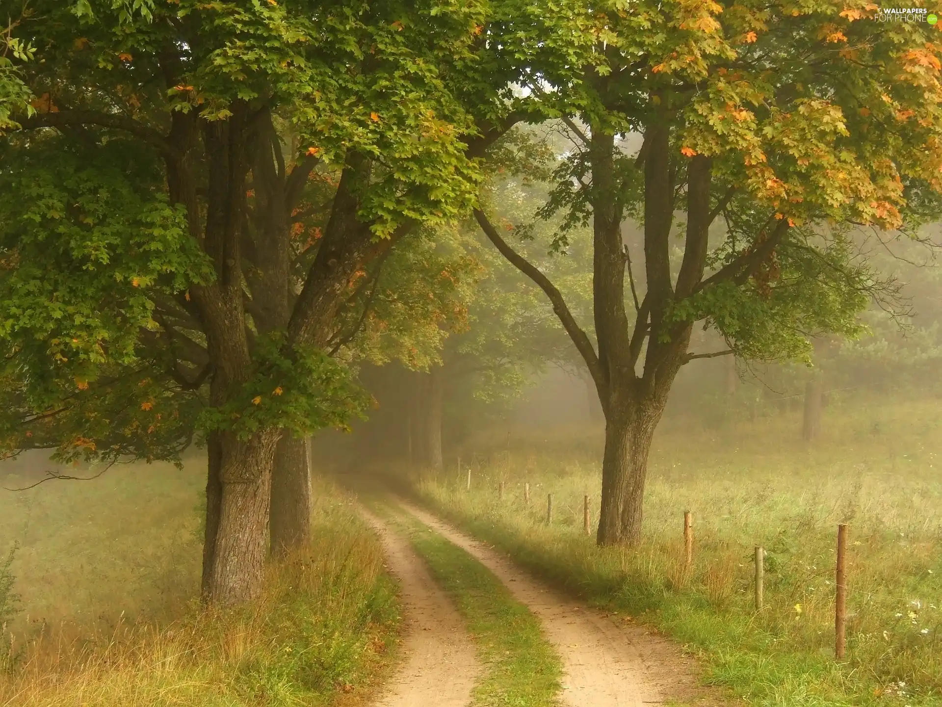 Way, Field, viewes, Fog, trees