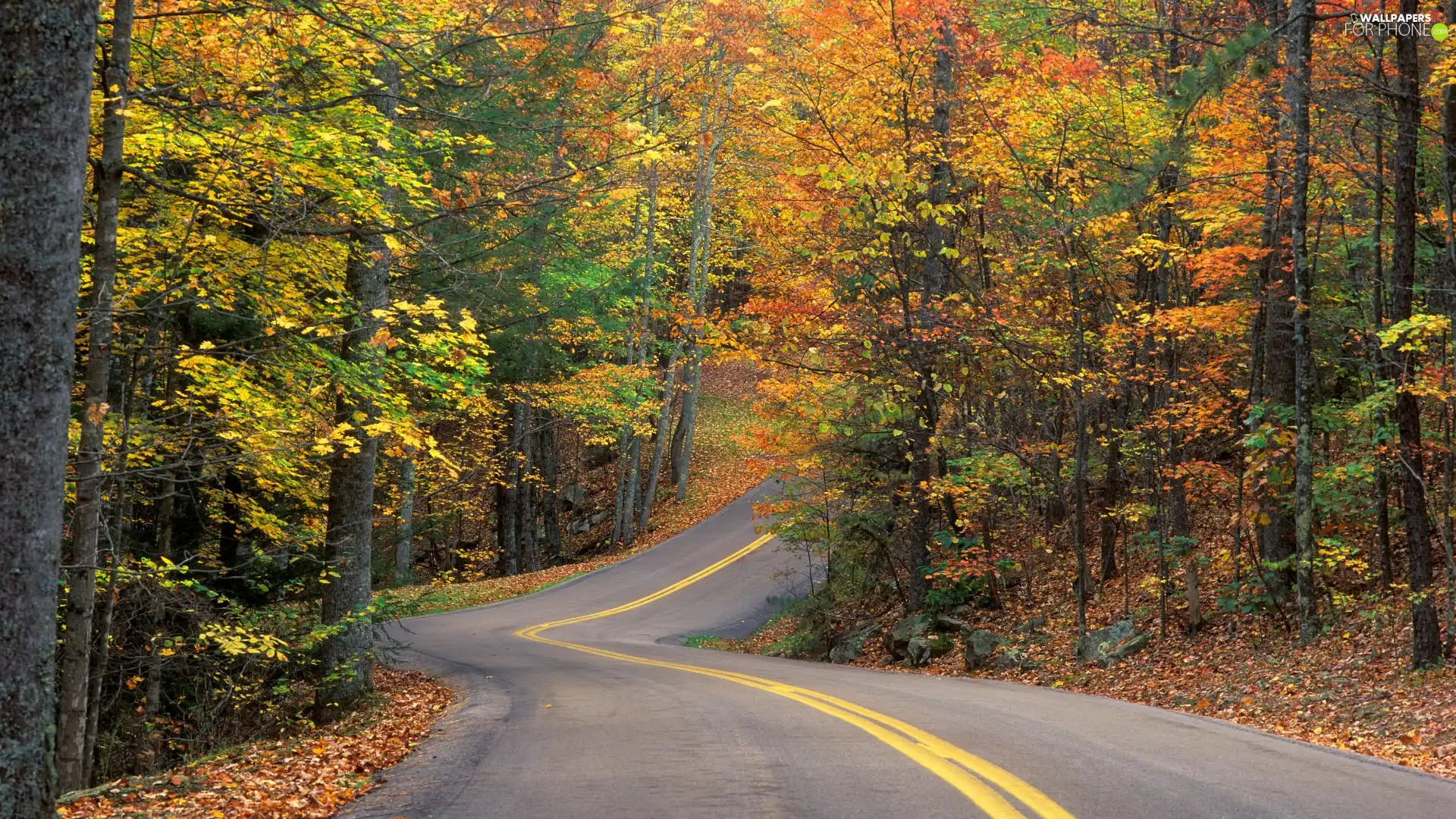 Way, Autumn, forest