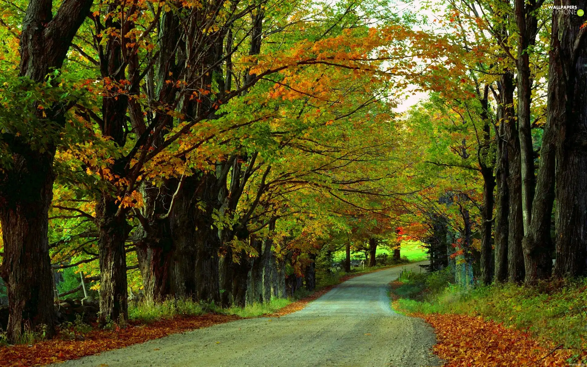 Way, autumn, forest