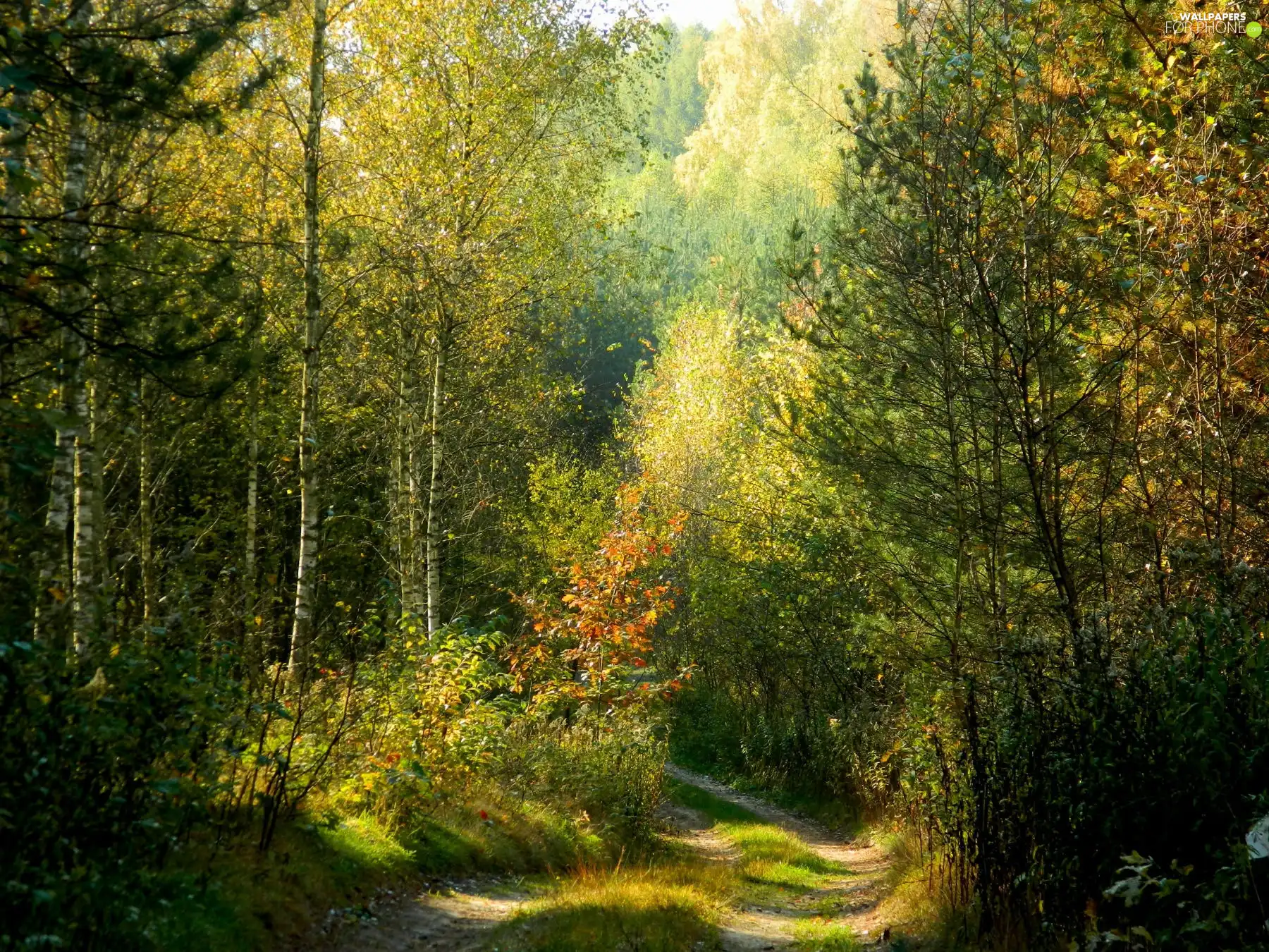 Way, forest, forest, birch, autumn