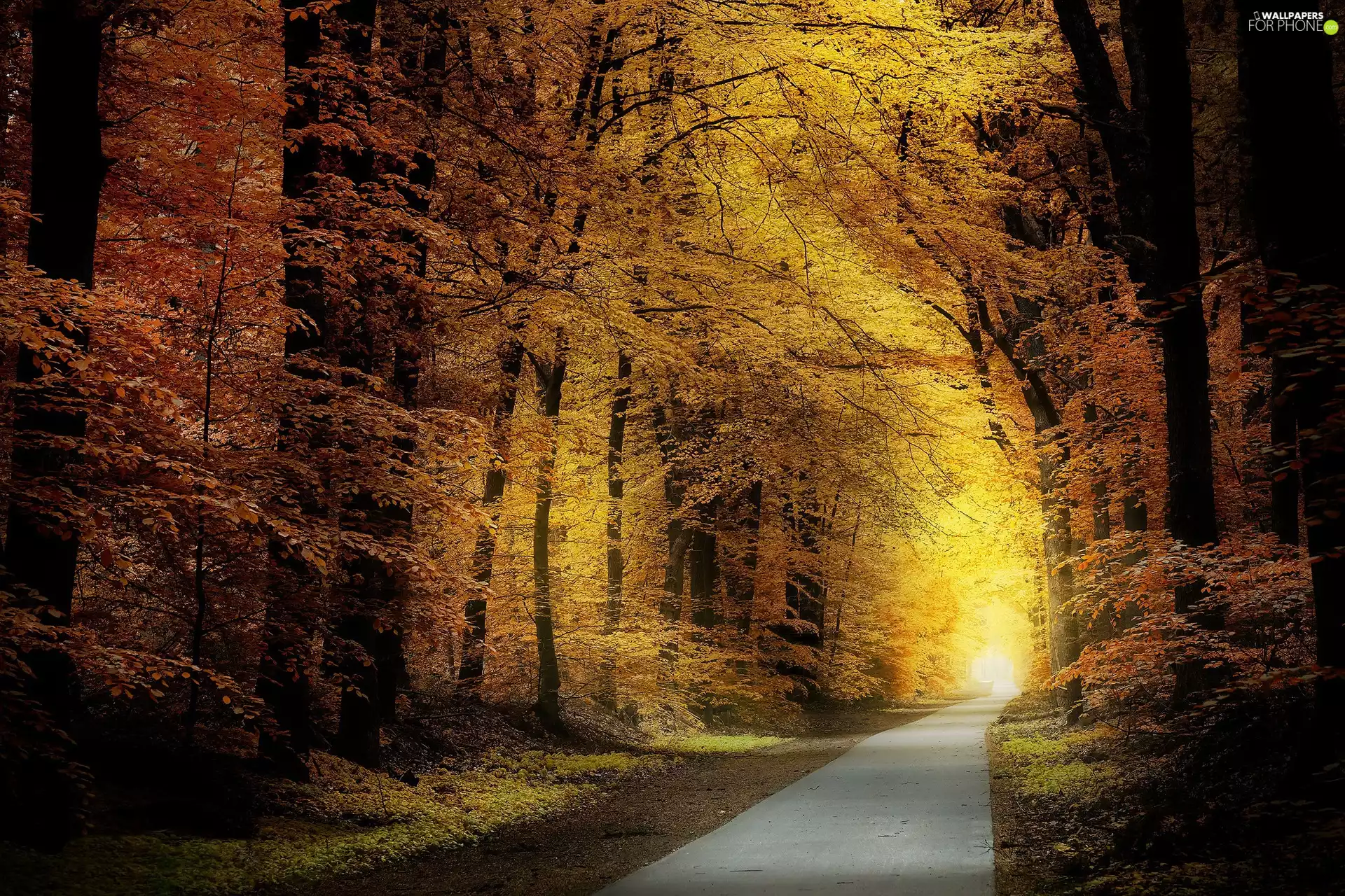 Autumn, autumn, viewes, Way, trees, forest