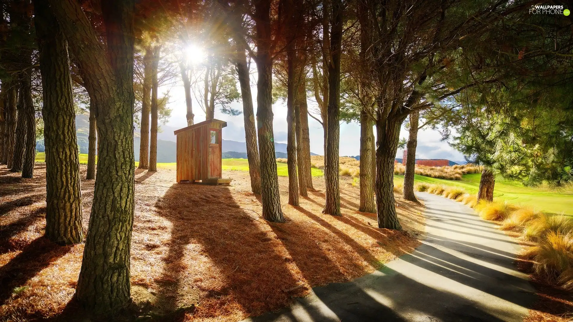 Park, forest, Way, booth, flash, luminosity, ligh, sun, Przebijające