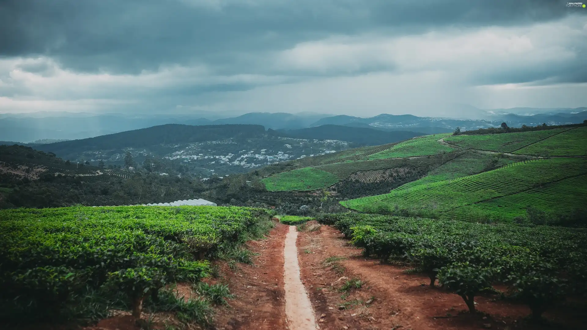 Way, Mountains, field, cultivated, vineyards