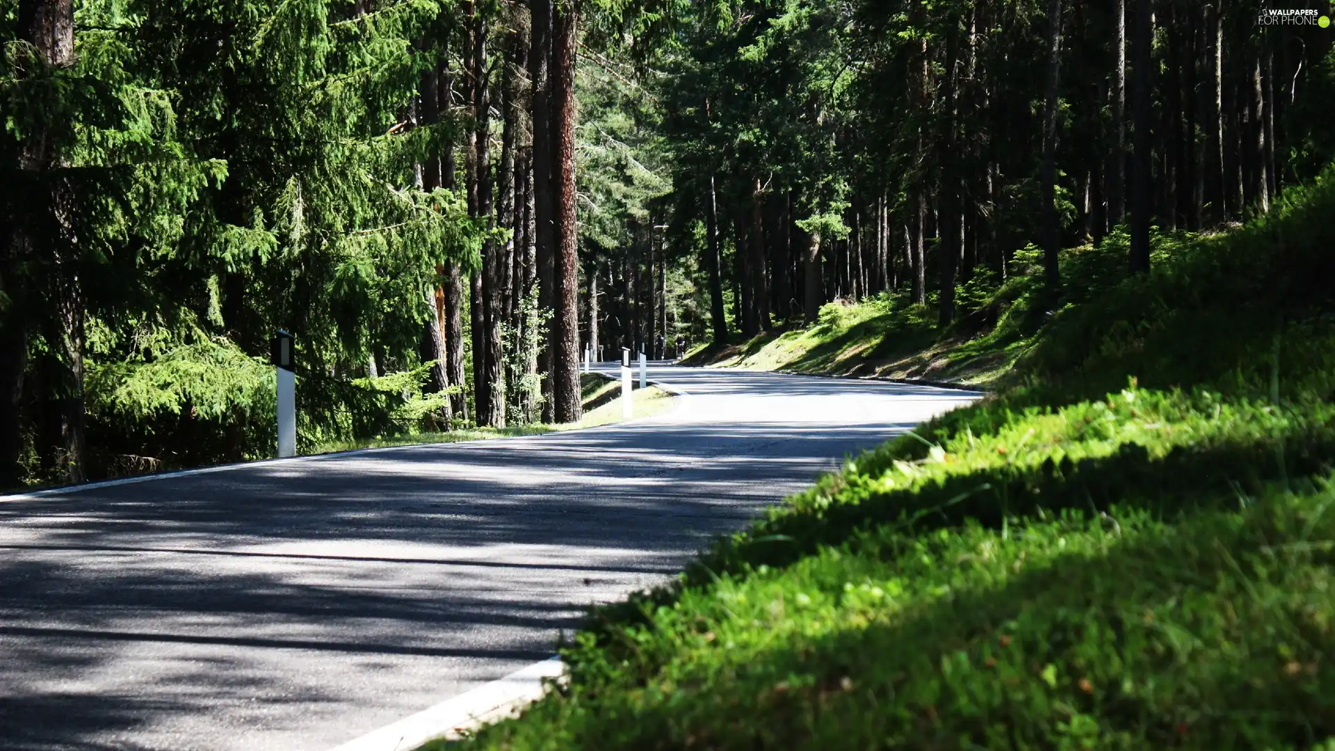 Way, forest, winding