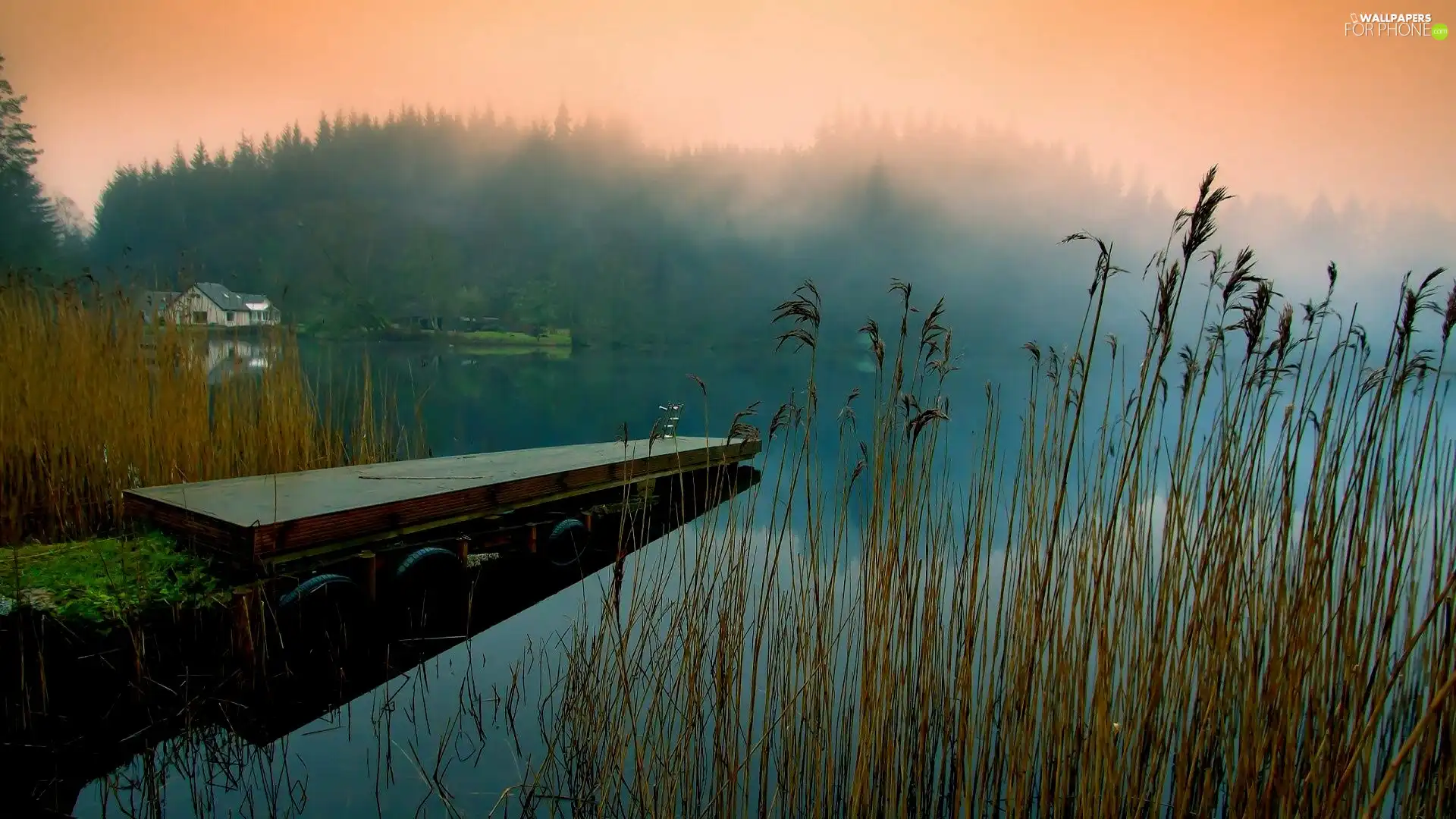 We, mist, Platform, forest, lake