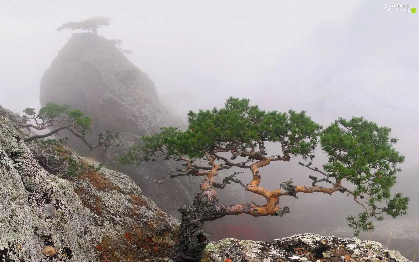 We, mist, trees, viewes, Mountains