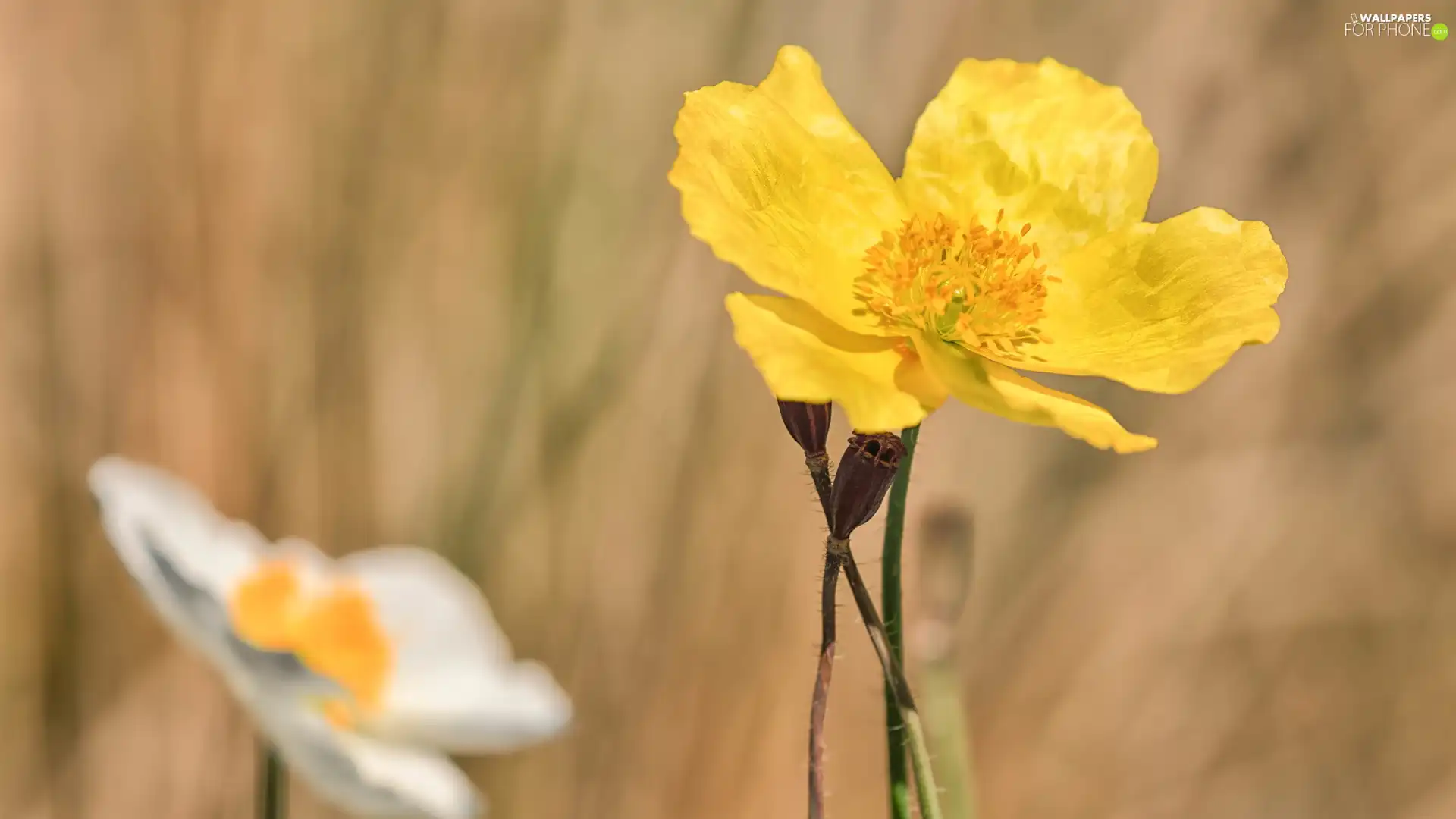 red weed, Colourfull Flowers, Yellow