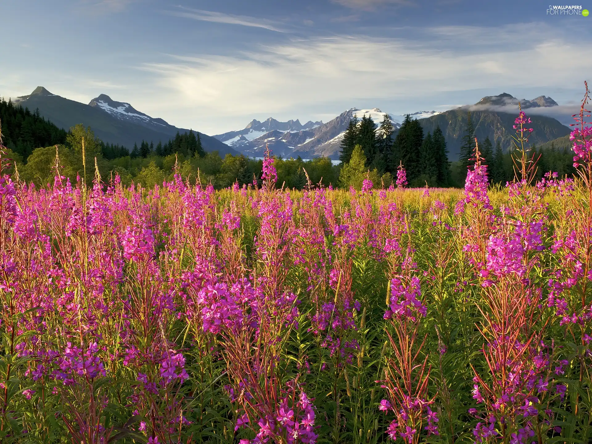 weed, Brotherhood Park, flower, blazing, Fireweed