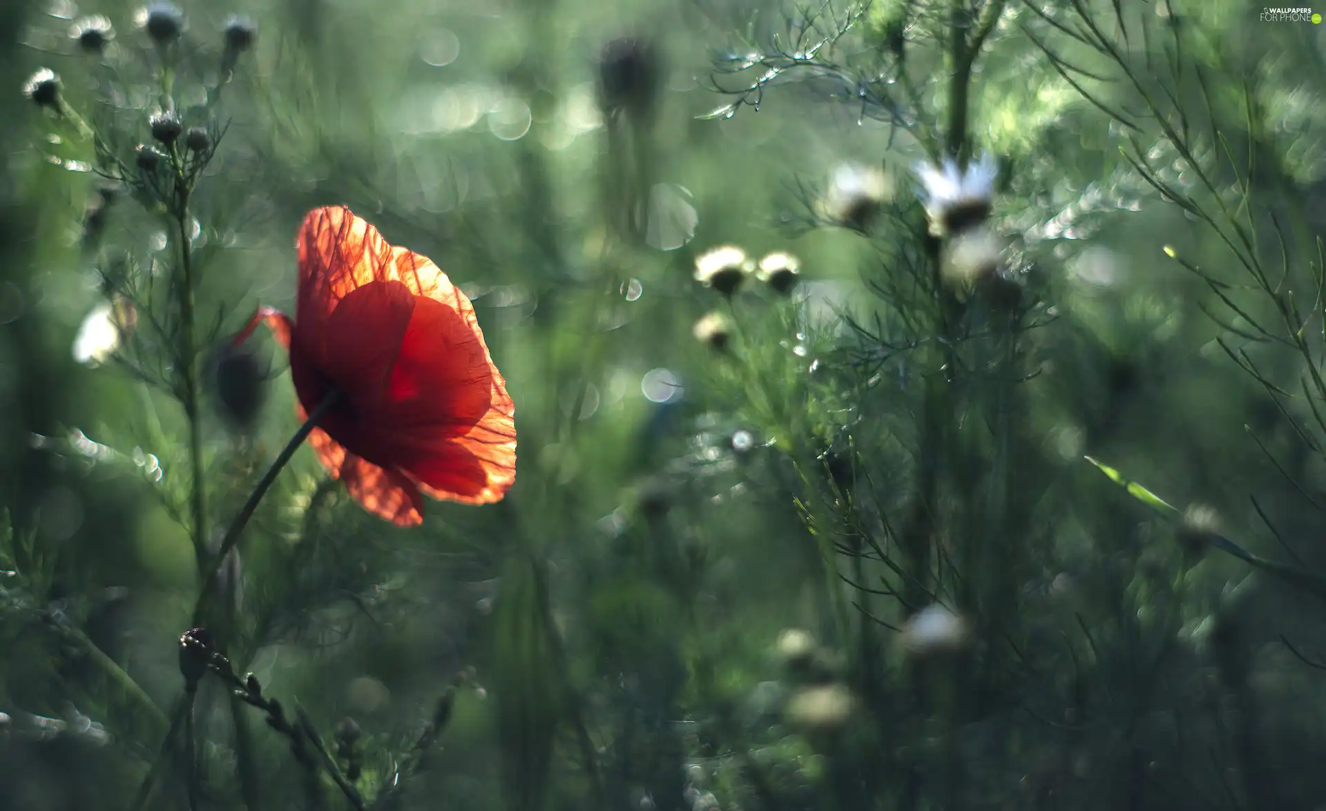 Flowers, grass, red weed, White, Colourfull Flowers