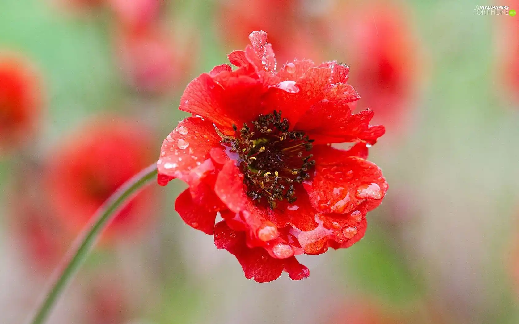 Red, red weed